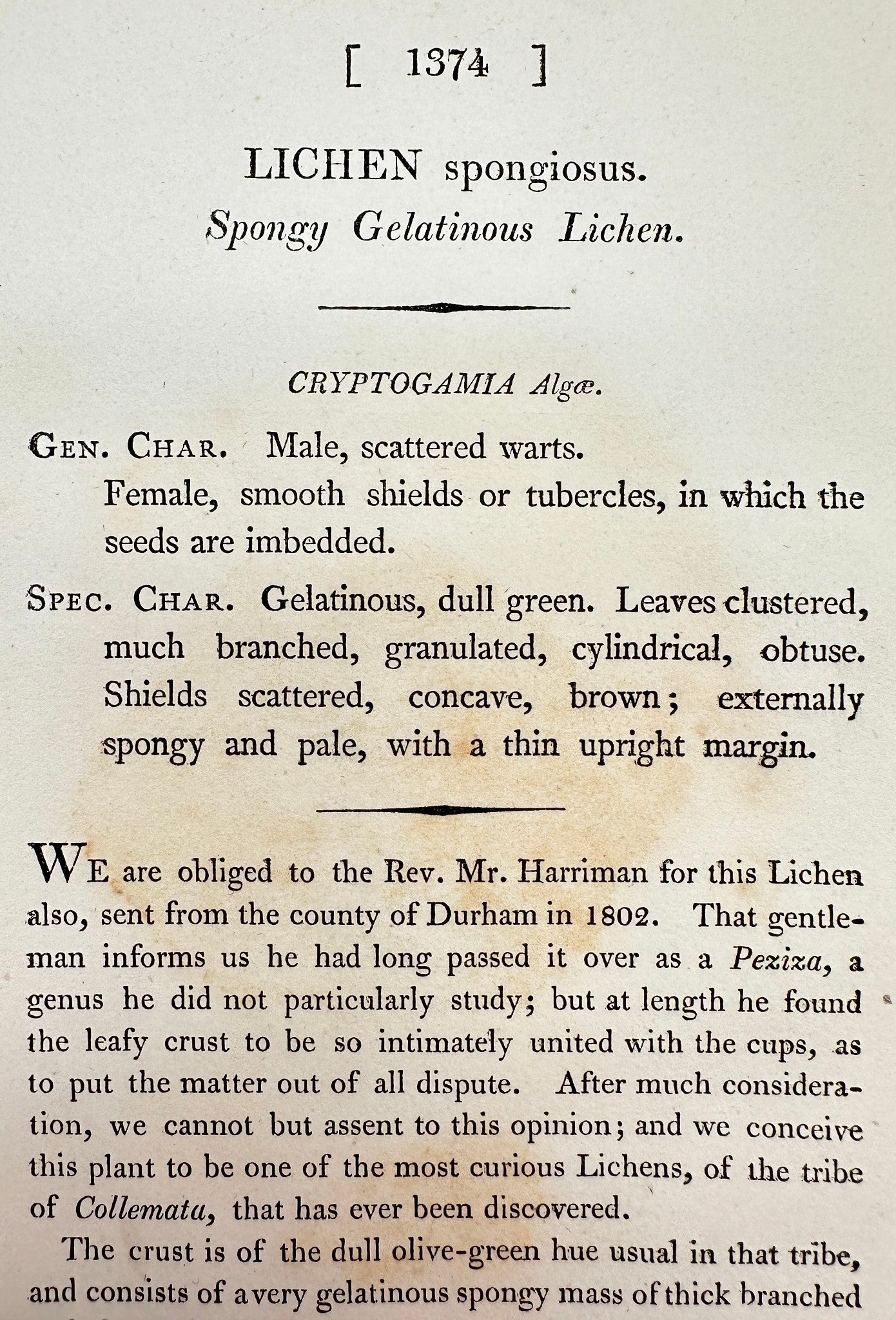 Antique Print - Sowerby - Lichen Spongiosus - Spongy Gelatinous Lichen - F1