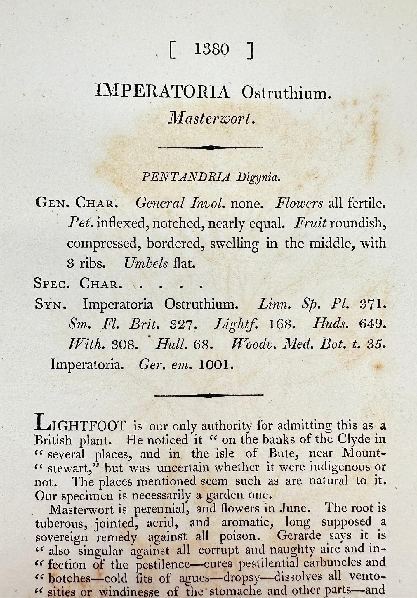 Antique Print - James Sowerby - Imperatoria Ostruthium - Masterwort - F1