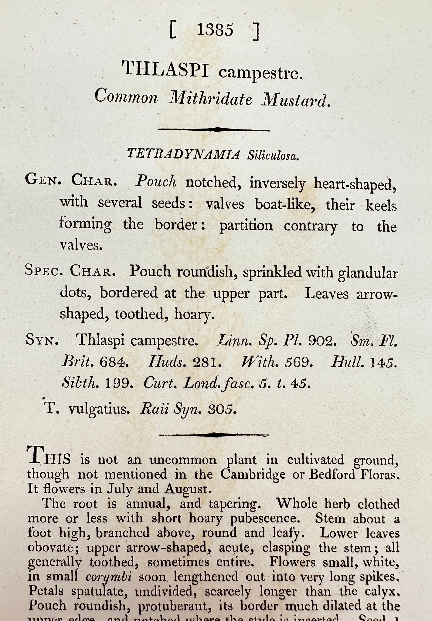 Antique Print - Sowerby - Thlaspi Campestre - Common Mithridate Mustard - F1