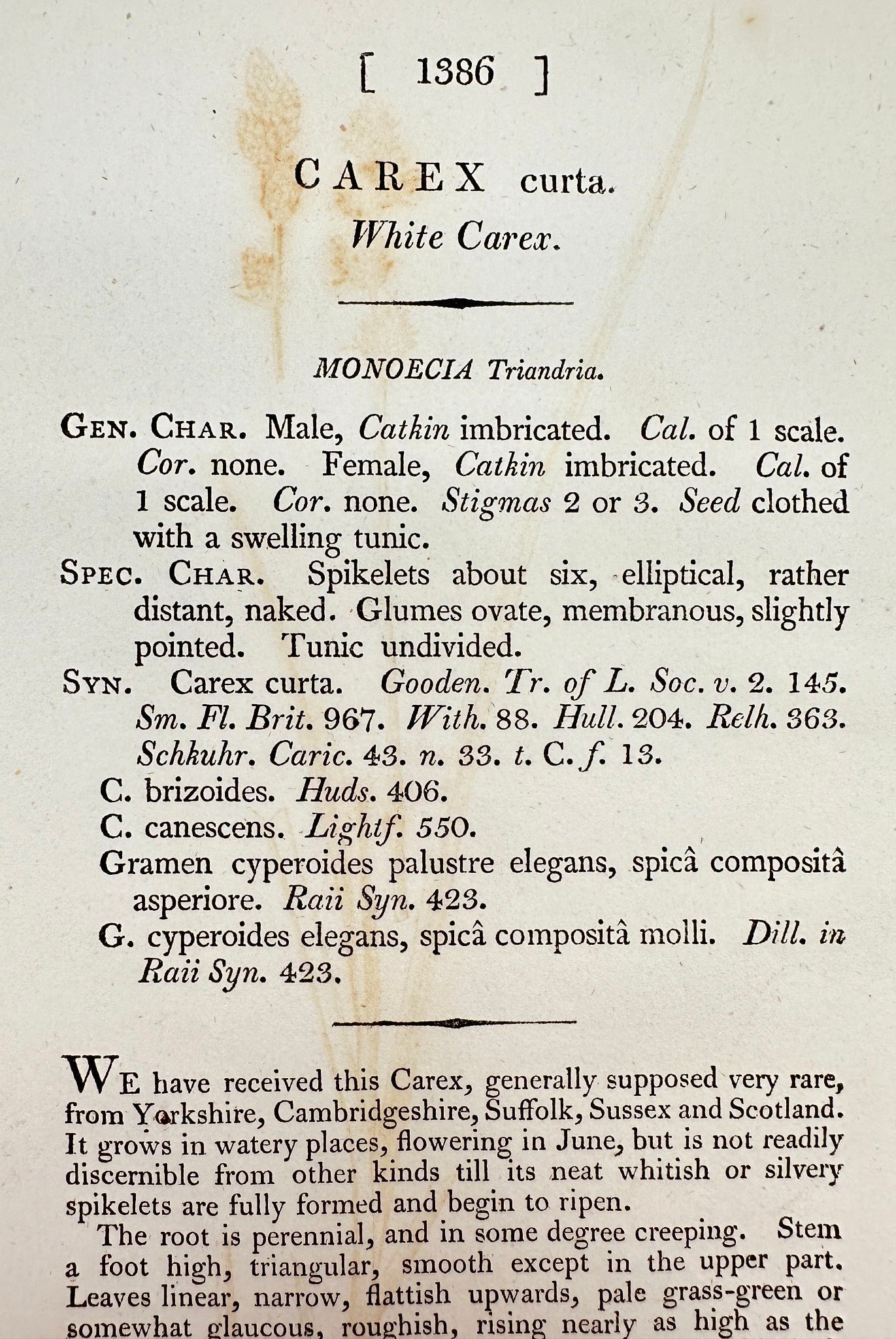 Antique Botanical Print - James Sowerby - Carex Curta - White Carex - F1