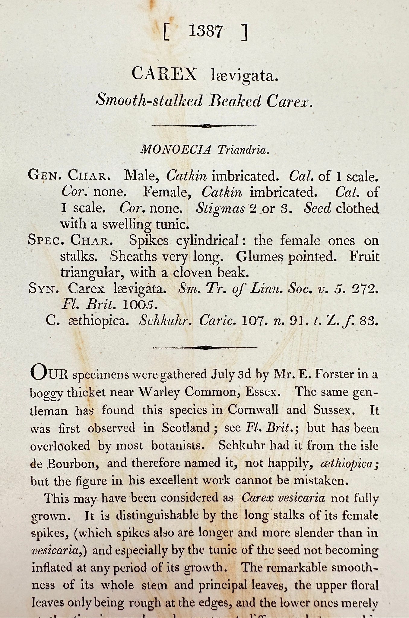 Antique Print - Sowerby - Carex Lævigata - Smooth-stalked Beaked Carex - F1