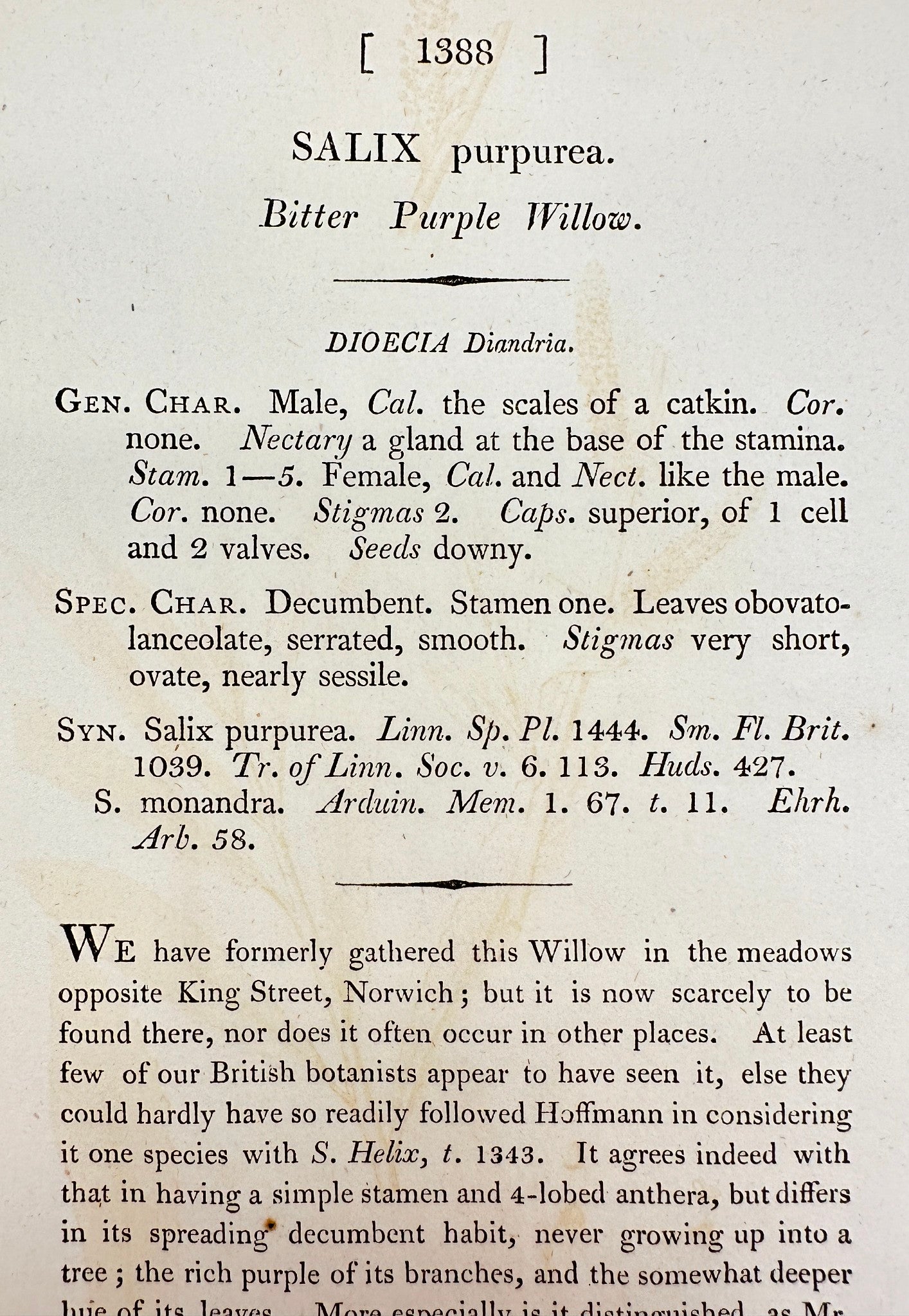 Antique Print - James Sowerby - Salix Purpurea - Bitter Purple Willow - F1