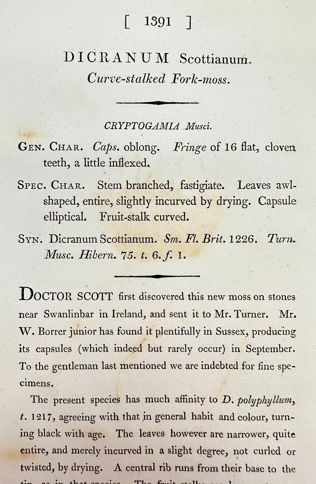 Antique Print - Sowerby - Dicranum Scottianum - Curve-stalked Fork-moss - F1