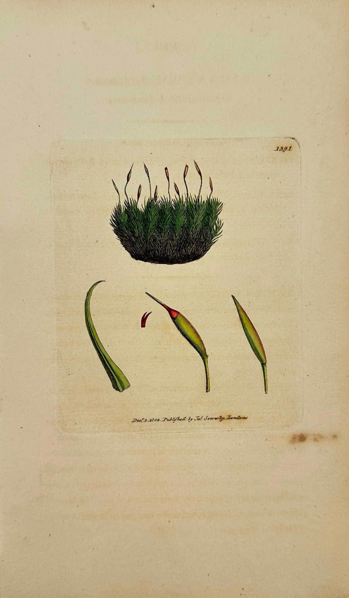 Antique Print - Sowerby - Dicranum Scottianum - Curve-stalked Fork-moss - F1
