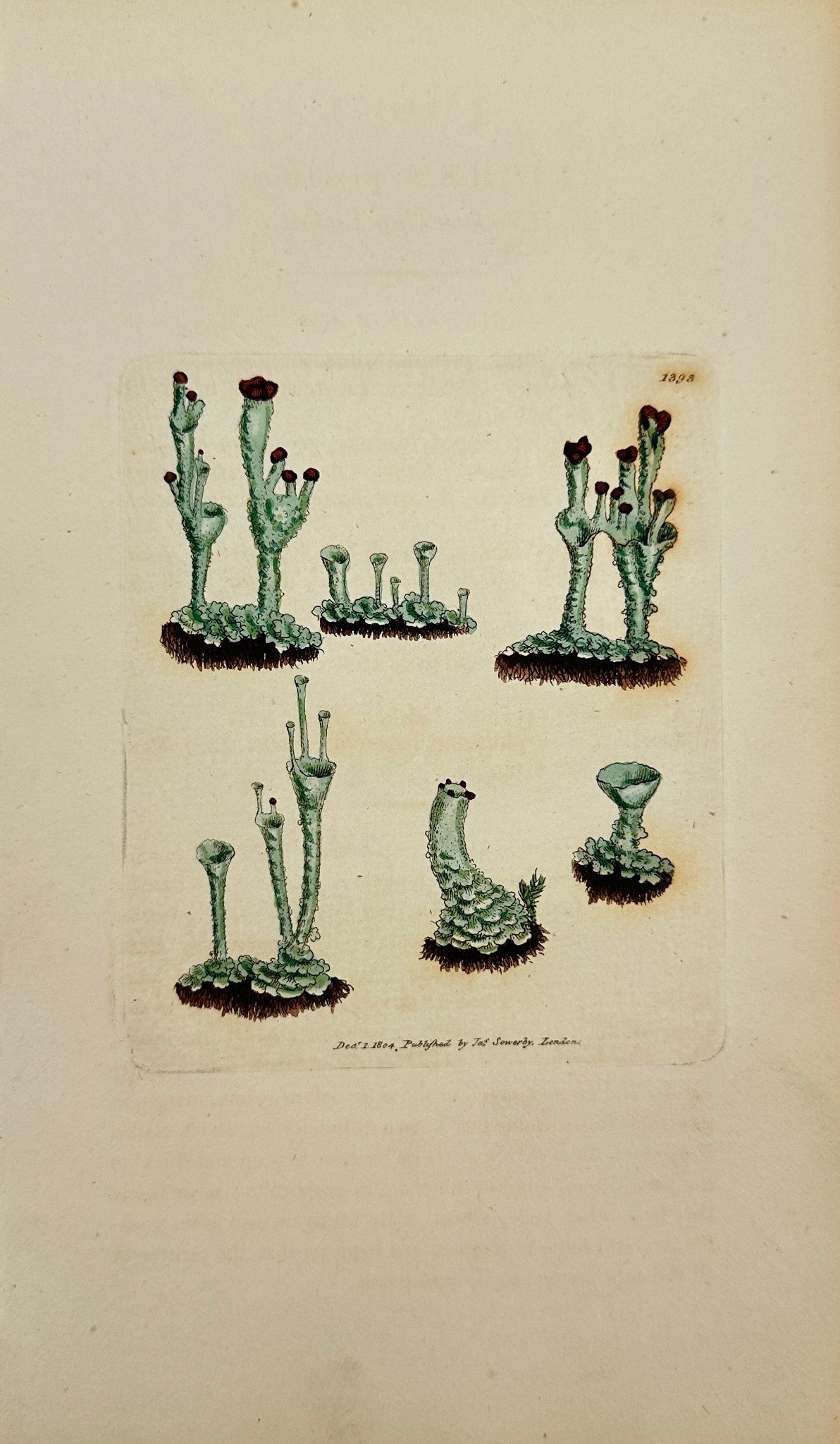 Antique Print - James Sowerby - Lichen Pyxidatus - Common Cup Lichen - F1