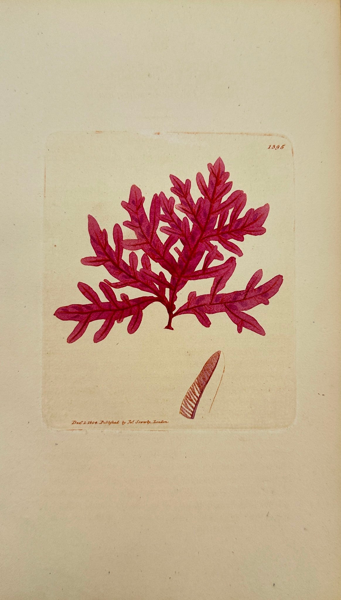 Antique Print - Sowerby - Fucus Ruscifolius - Blunt Tongue-bearing Fucus - F1