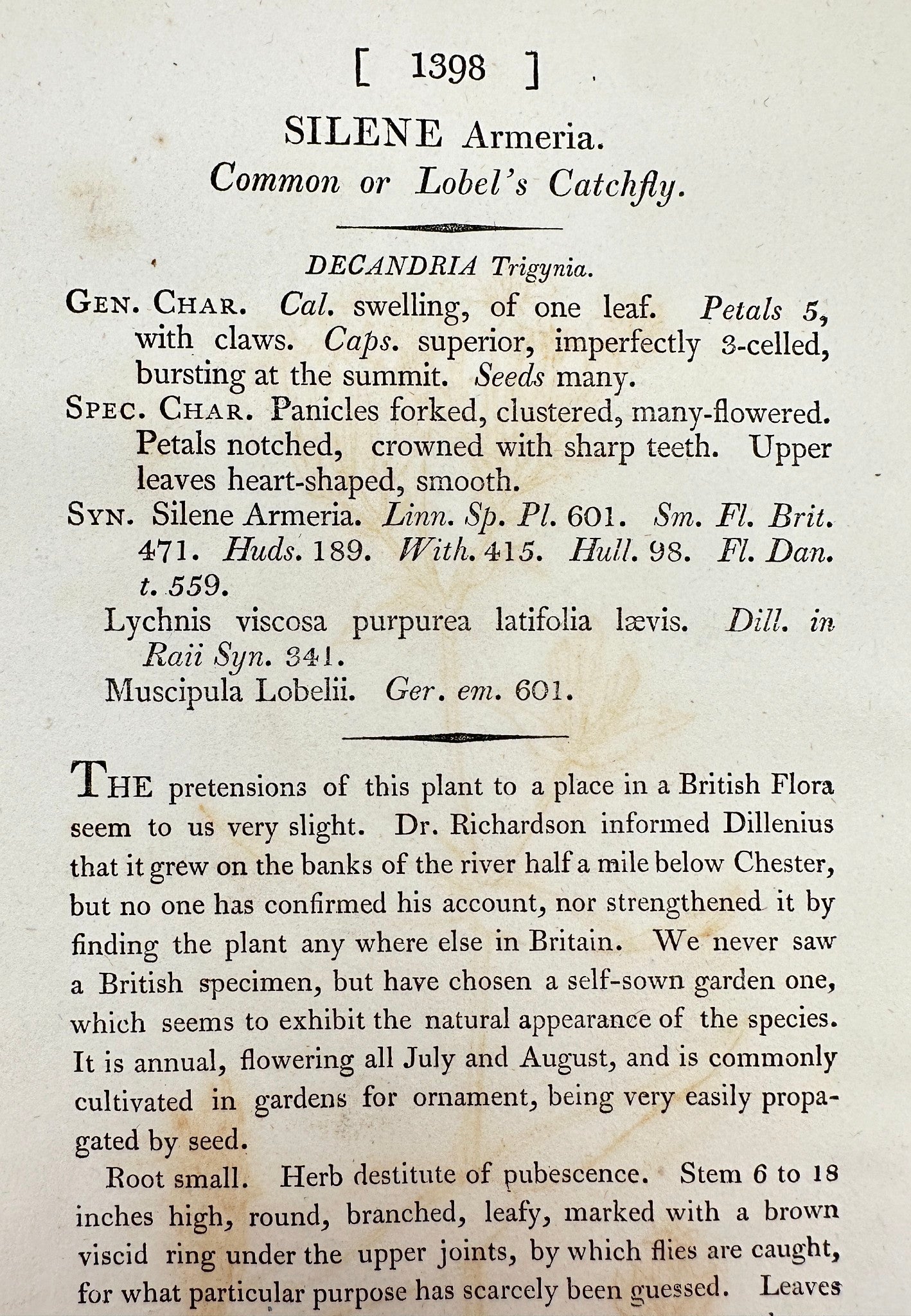 Antique Botanical Print - James Sowerby - Silene Armeria - Lobel's Catchfly - F1