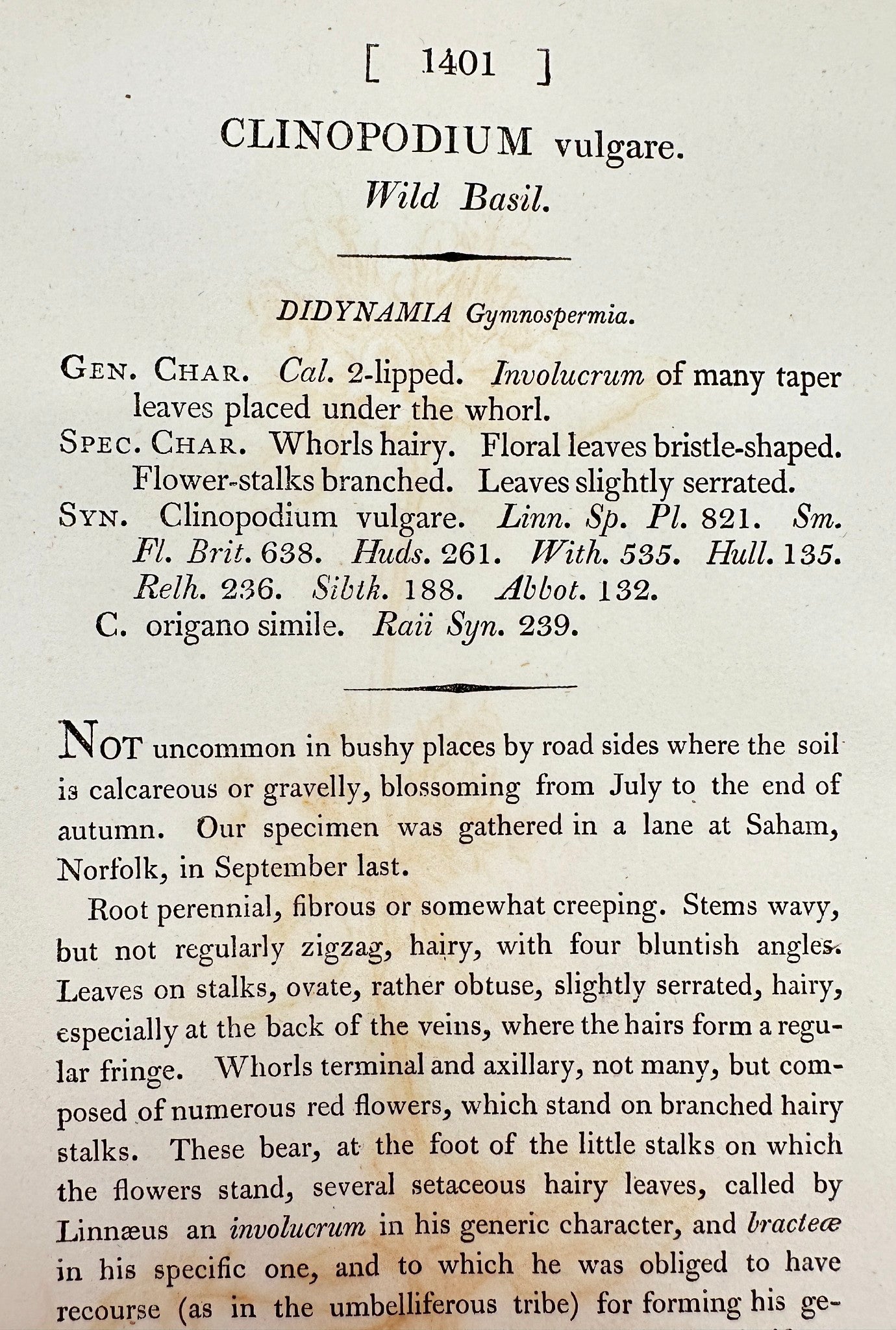 Antique Botanical Print - James Sowerby - Clinopodium Vulgare - Wild Basil - F1