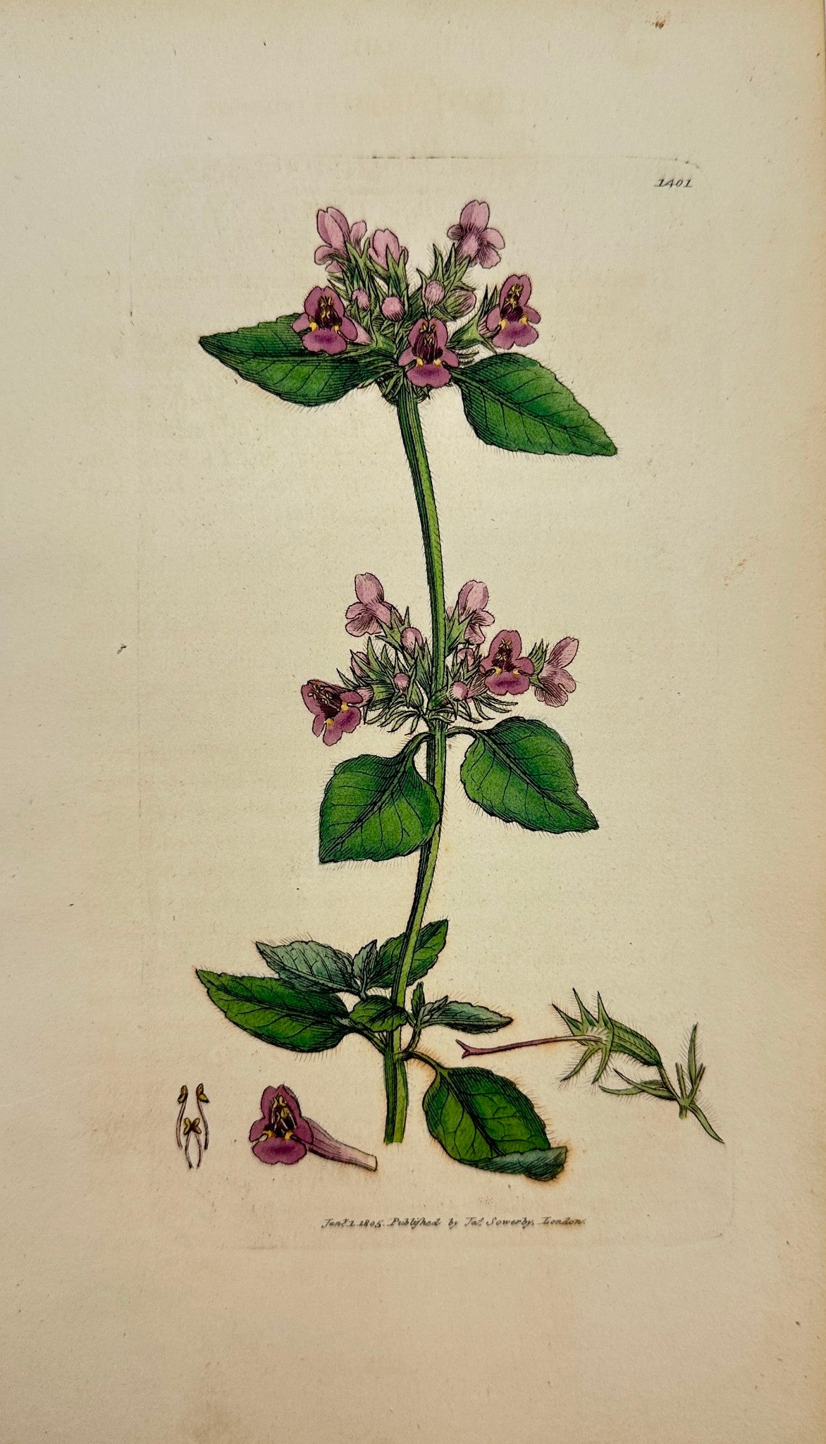 Antique Botanical Print - James Sowerby - Clinopodium Vulgare - Wild Basil - F1
