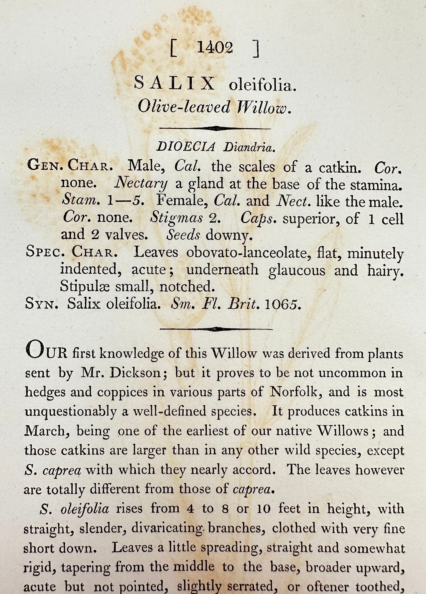 Antique Print - James Sowerby - Salix Oleifolia - Olive-leaved Willow - F1