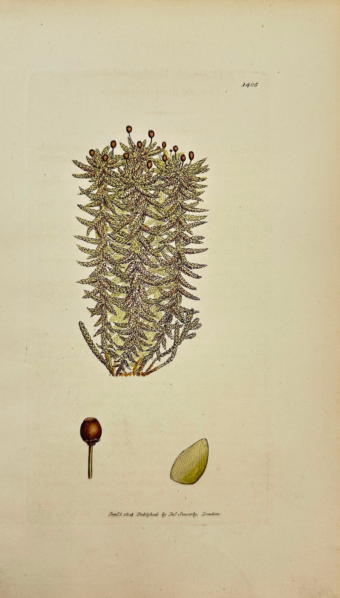 Antique Print - Sowerby - Sphagnum Latifolium - Broad-leaved Bog-moss - F1