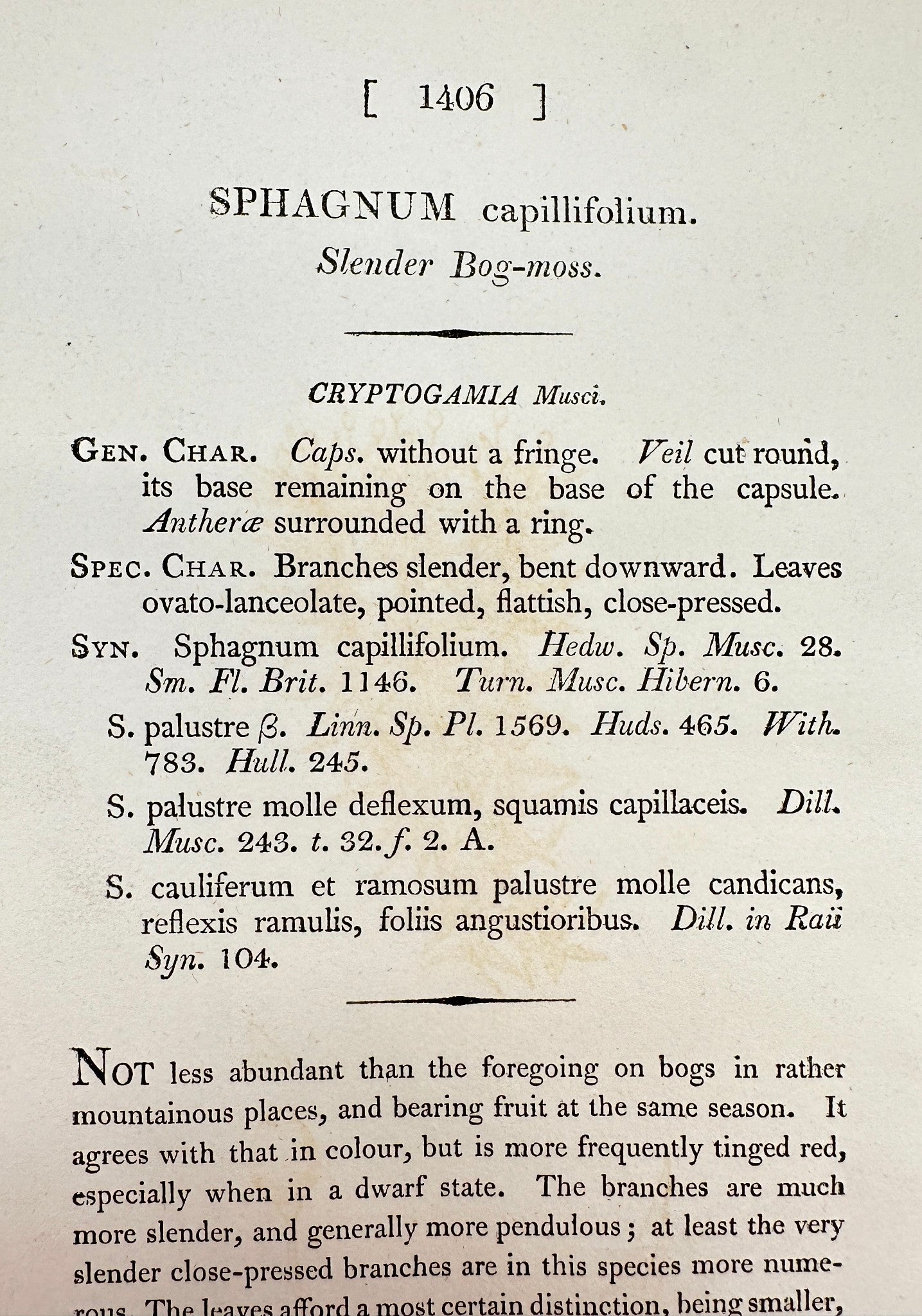 Antique Print - James Sowerby - Sphagnum Capillifolium - Slender Bog-moss - F1