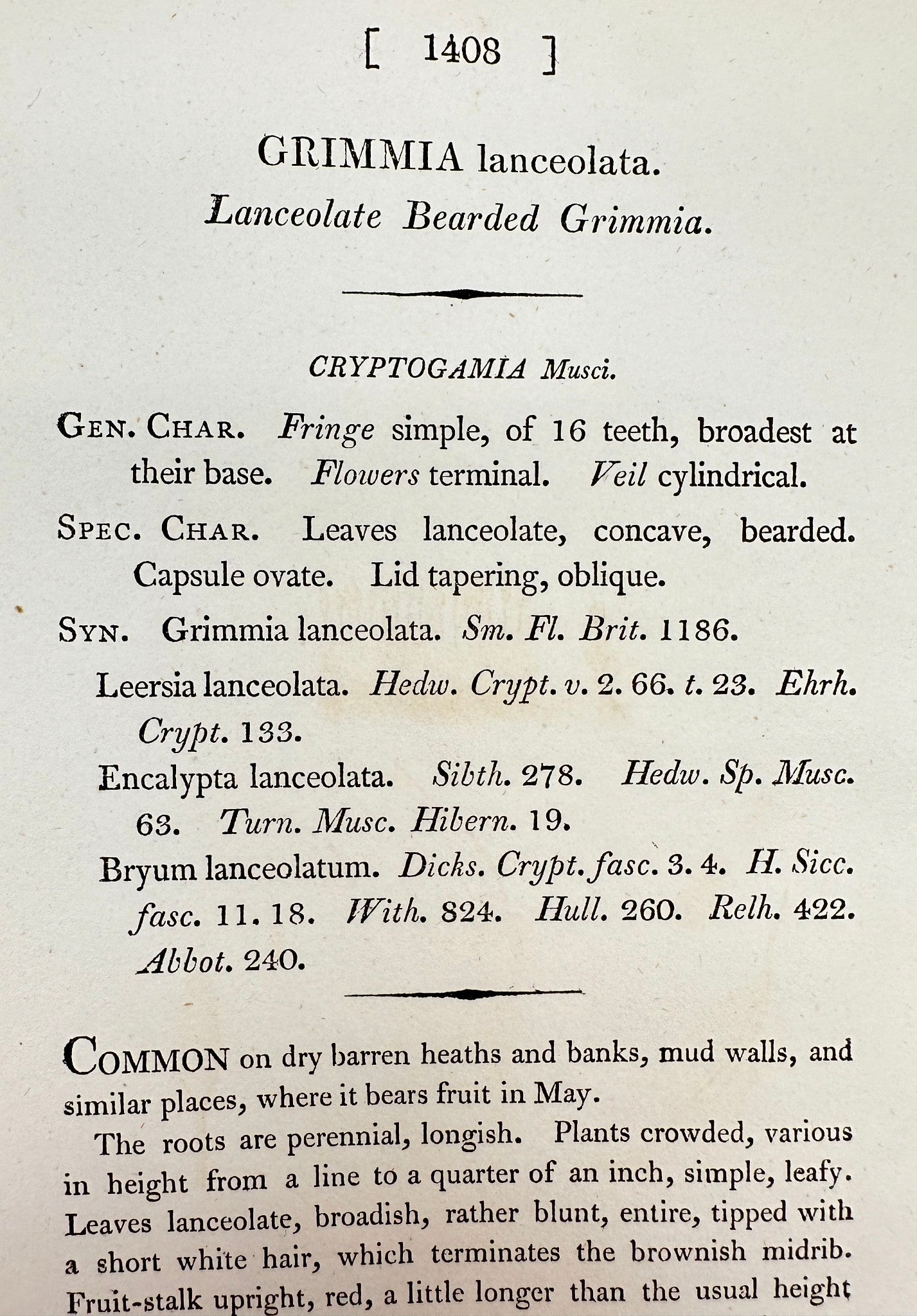 Antique Print - Sowerby - Grimmia Lanceolata - Lanceolate Bearded Grimmia - F1