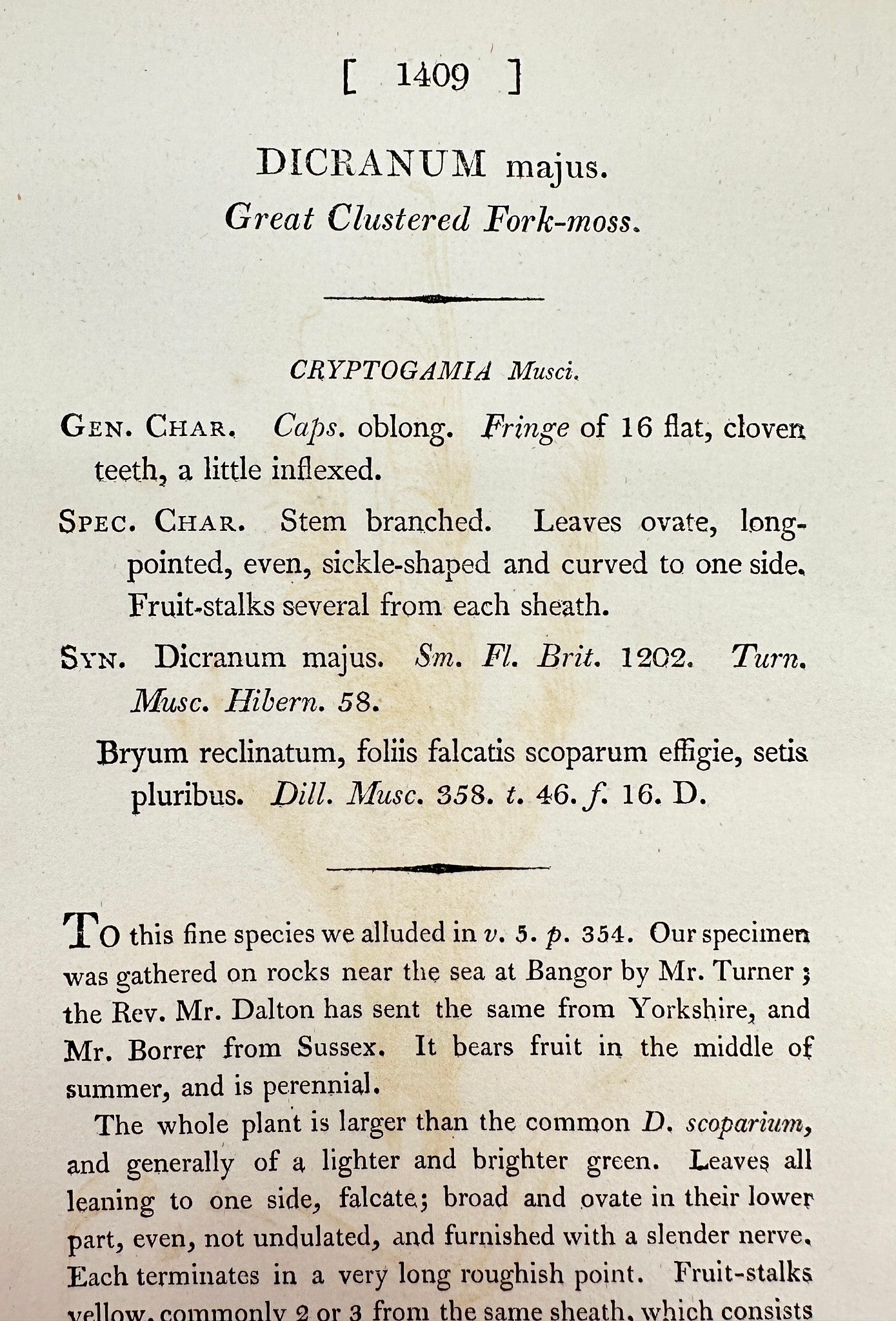 Antique Print - James Sowerby - Dicranum Majus - Great Clustered Fork-moss - F1