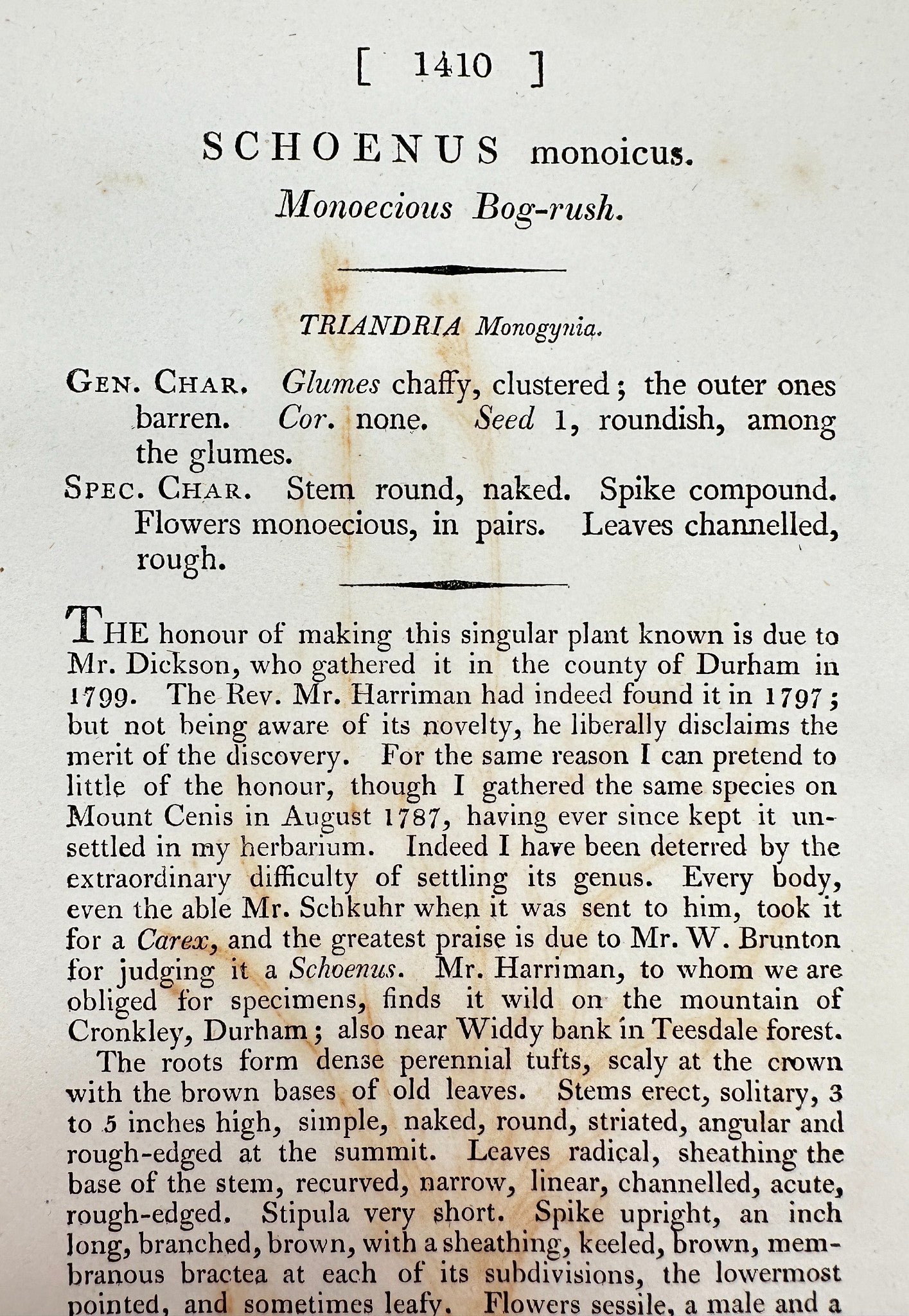 Antique Print - James Sowerby - Schoenus Monoicus - Monoecious Bog-rush - F1