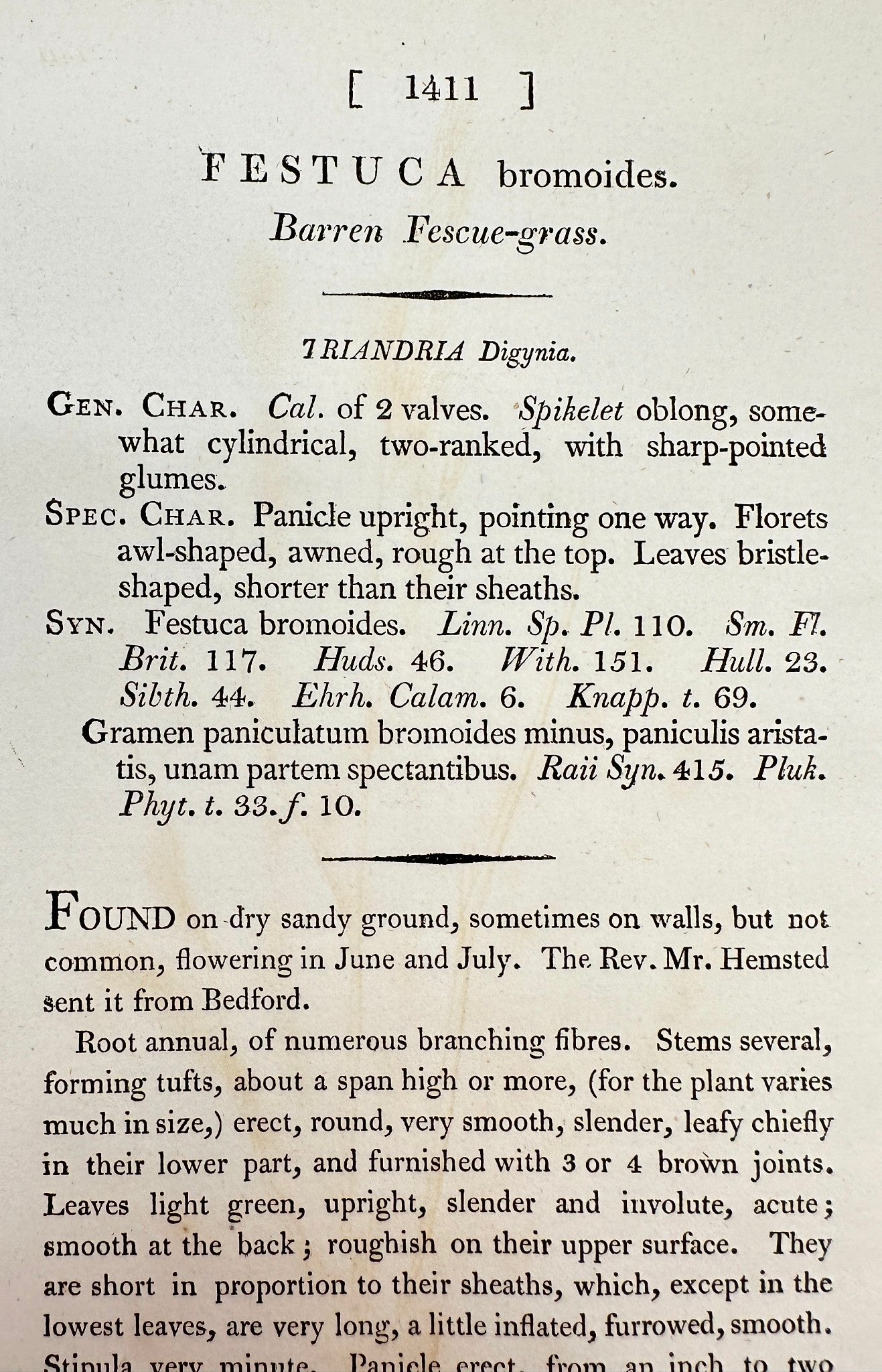 Antique Print - James Sowerby - Festuca Bromoides - Barren Fescue-grass - F1