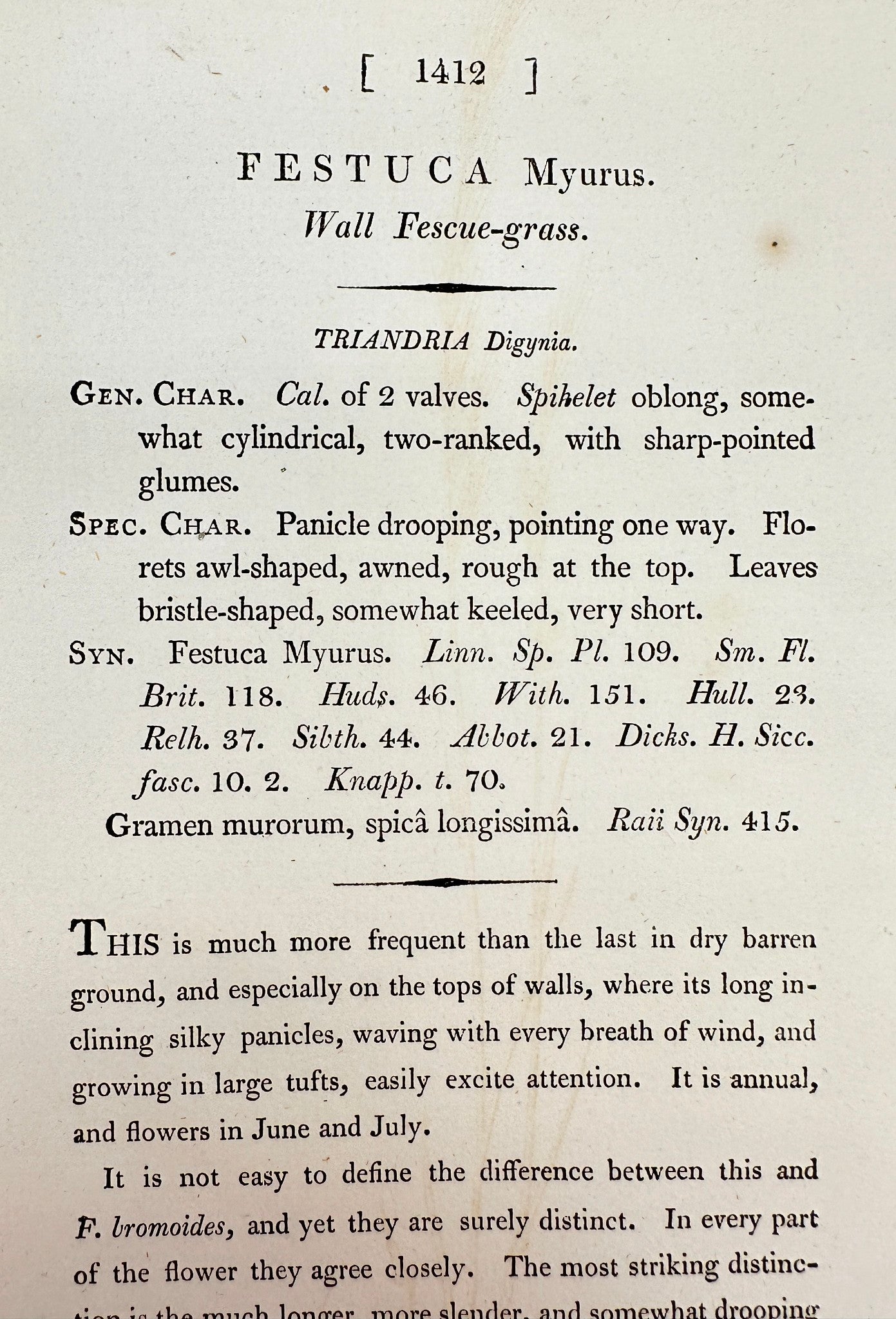 Antique Print - James Sowerby - Festuca Myurus - Wall Fescue-grass - F1