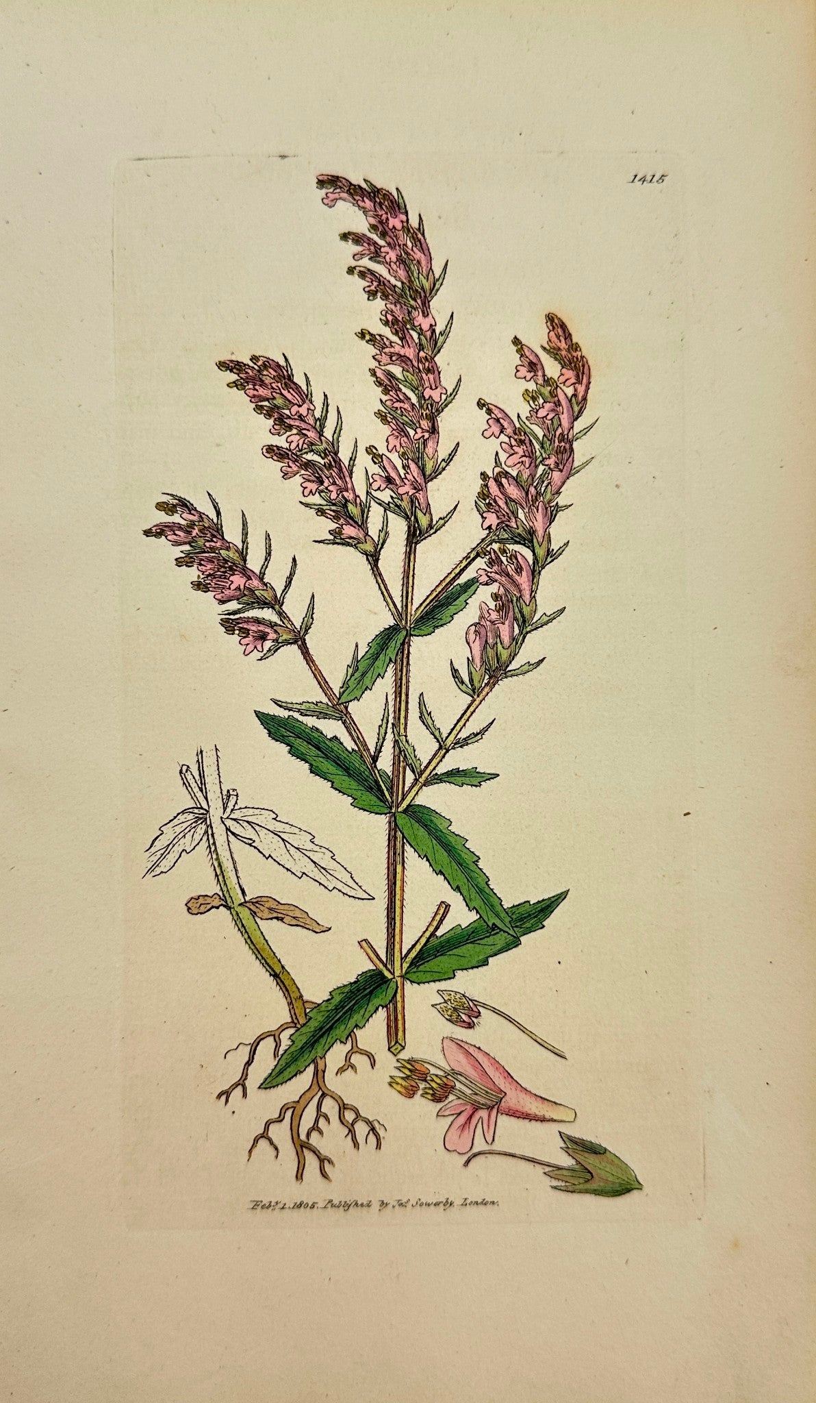 Antique Botanical Print - James Sowerby - Bartsia Odontites - Red Bartsia - F1