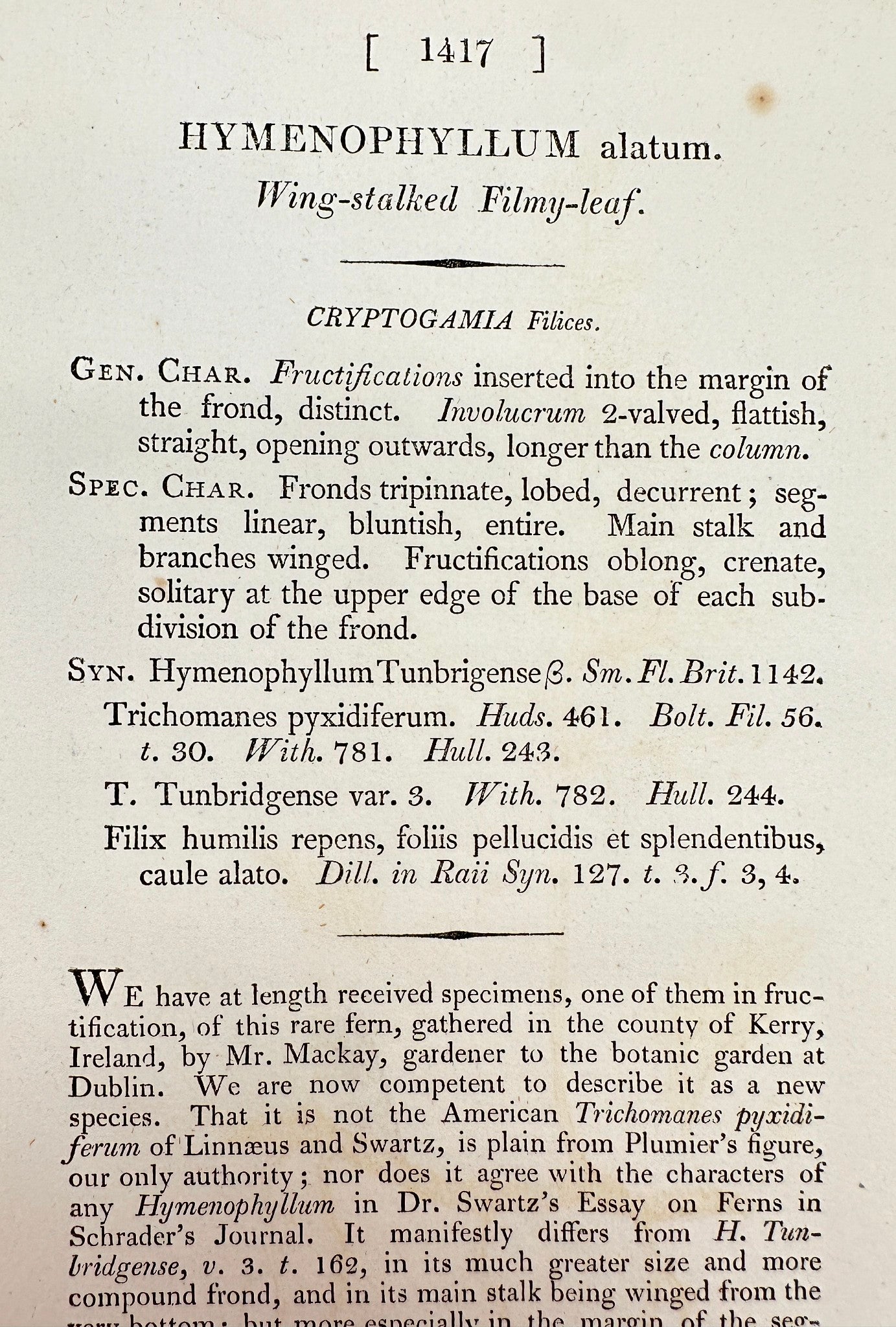 Antique Print - Sowerby - Hymenophyllum Alatum - Wing-stalked Filmy-leaf - F1