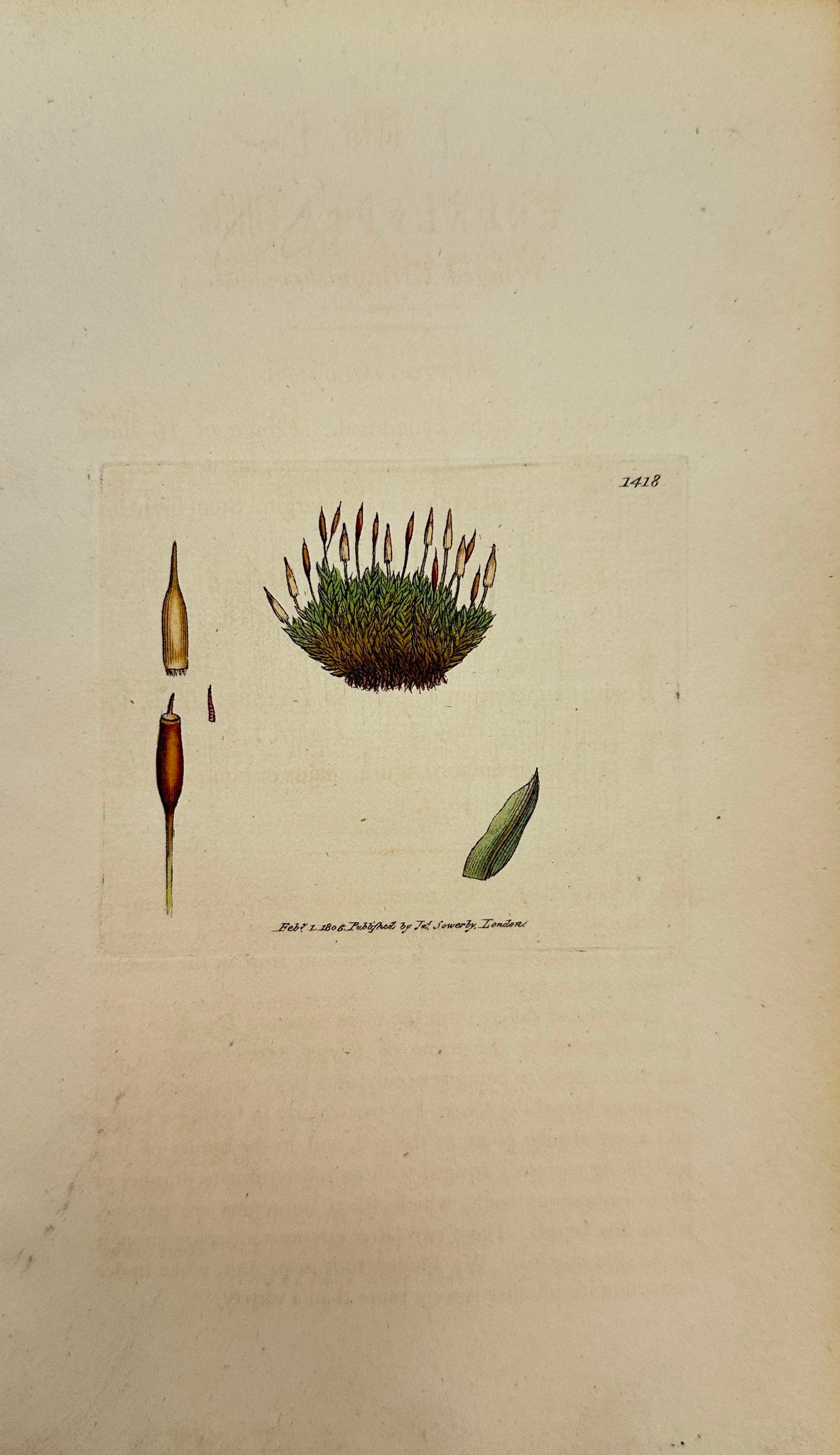 Antique Print - Sowerby - Encalypta Ciliata - Fringed Extinguisher-moss - F1