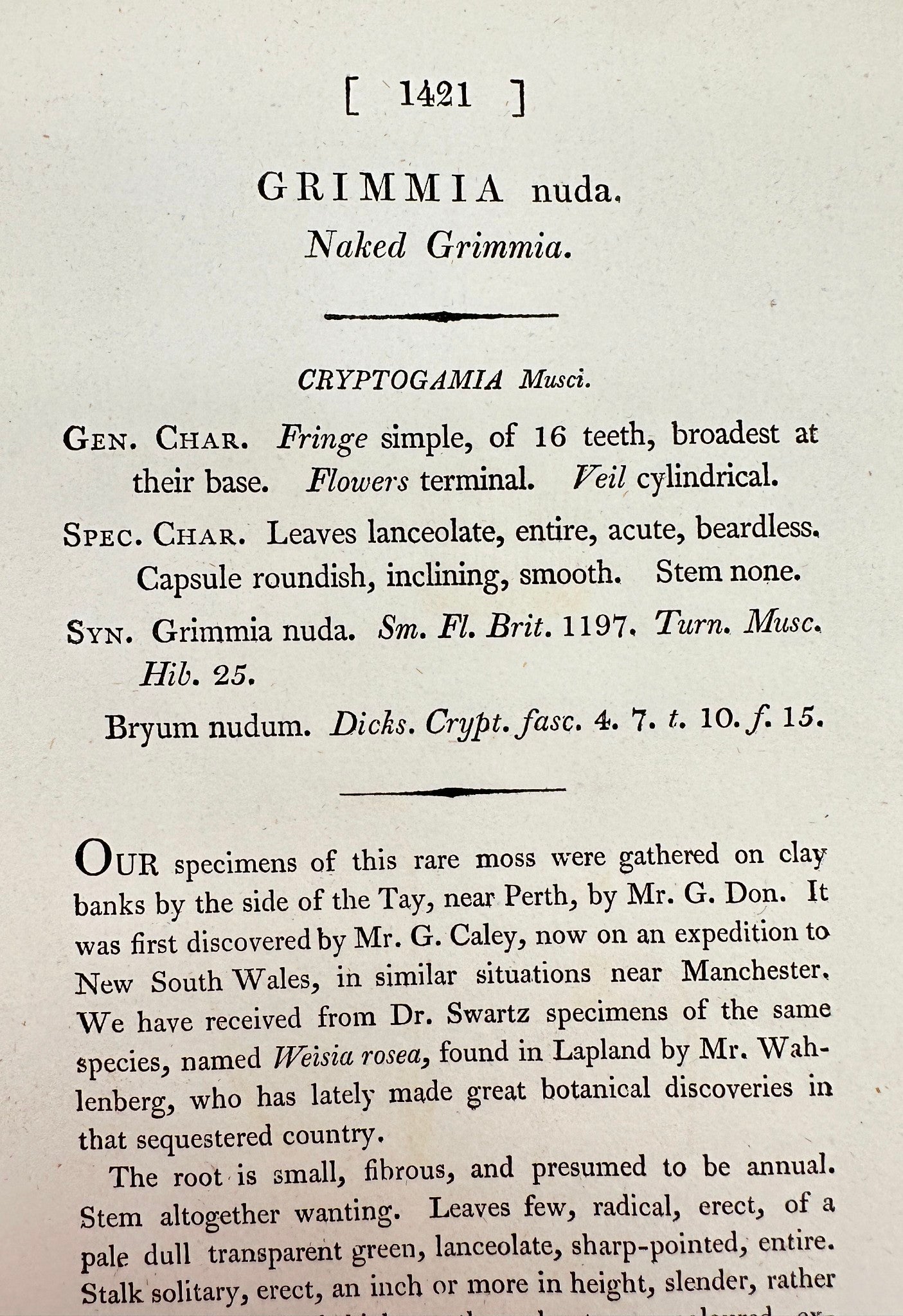 Antique Botanical Print - James Sowerby - Grimmia Nuda - Naked Grimmia - F1