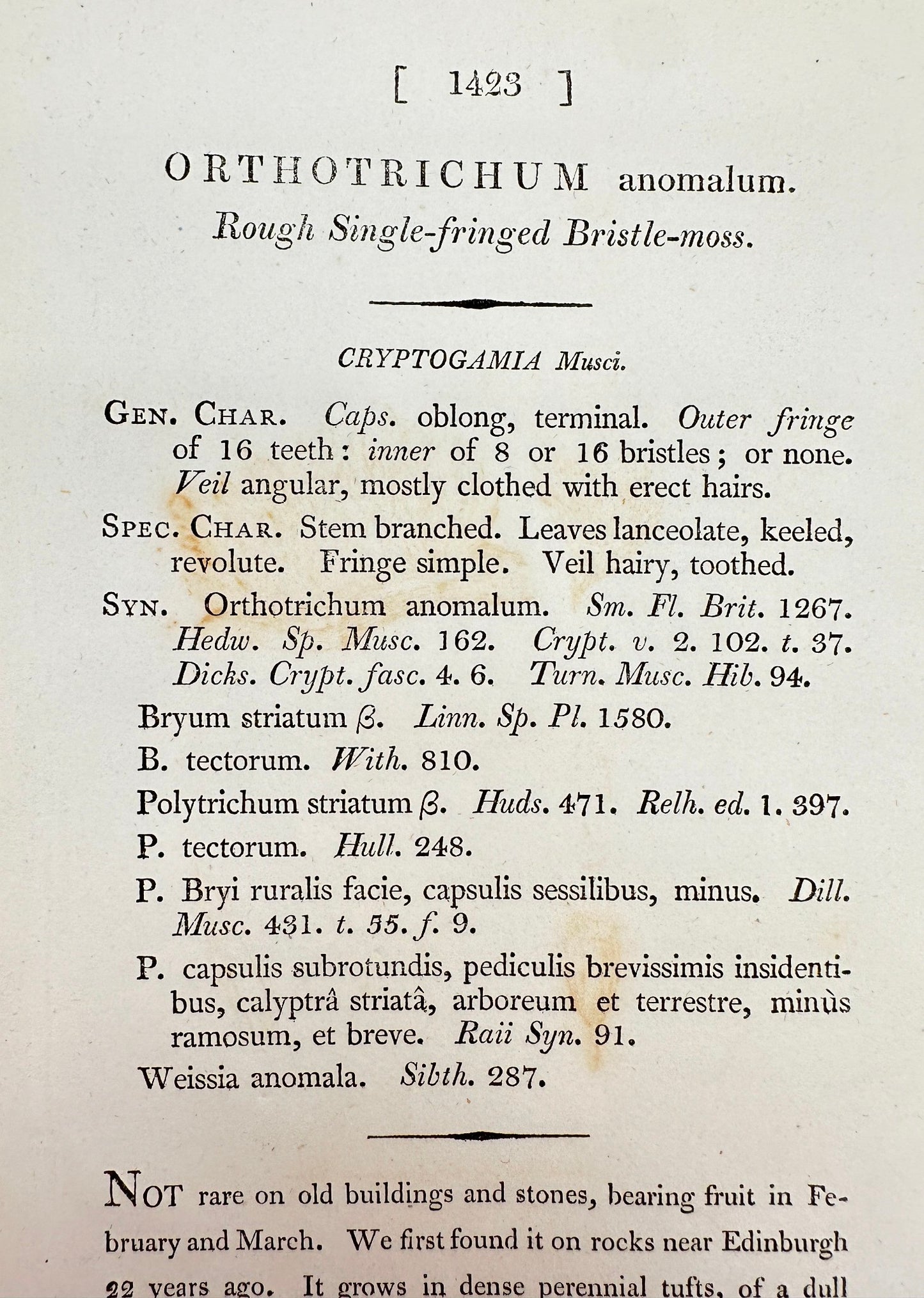 Antique Print - Orthotrichum Anomalum - Rough Single-fringed Bristle-moss - F1