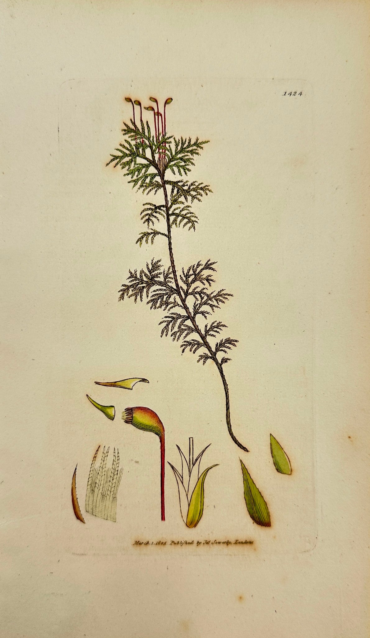Antique Print - Sowerby - Hypnum Splendens - Shining Tamarisk Feather-moss - F1