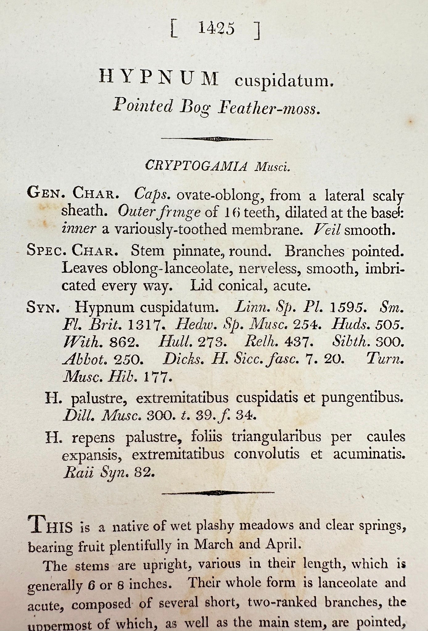 Antique Print - Sowerby - Hypnum Cuspidatum - Pointed Bog Feather-moss - F1