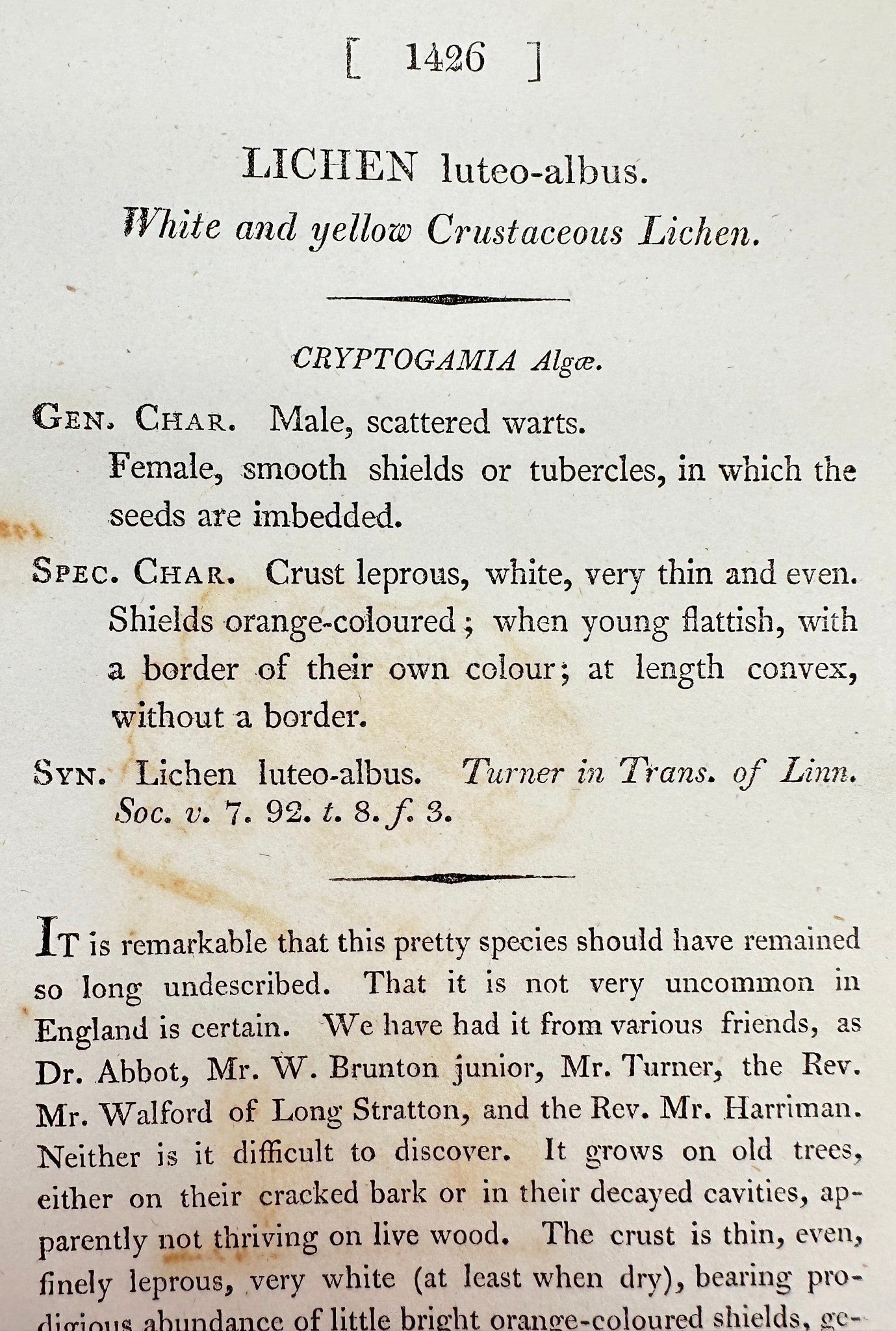 Antique Print - Lichen Luteo-albus - White and yellow Crustaceous Lichen - F1