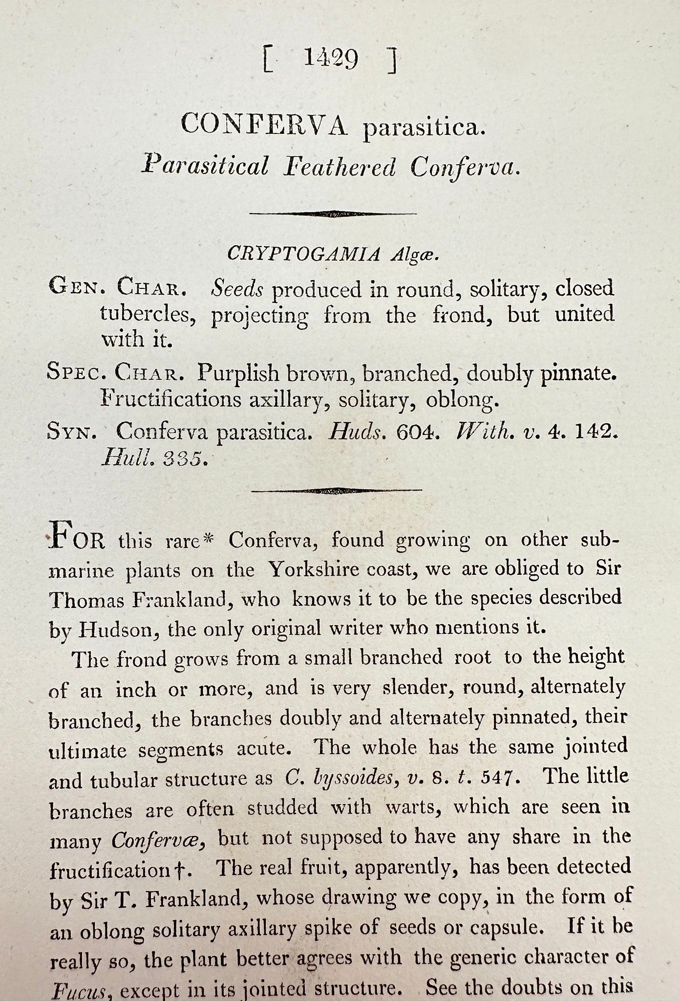 Antique Print - Sowerby - Conferva Parasit - Parasitical Feathered Conferva - F1