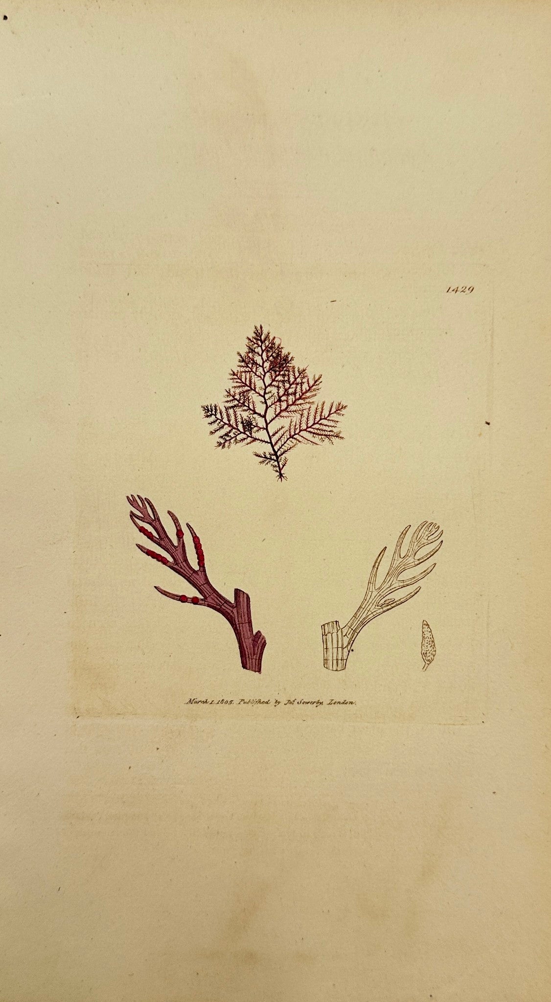 Antique Print - Sowerby - Conferva Parasit - Parasitical Feathered Conferva - F1