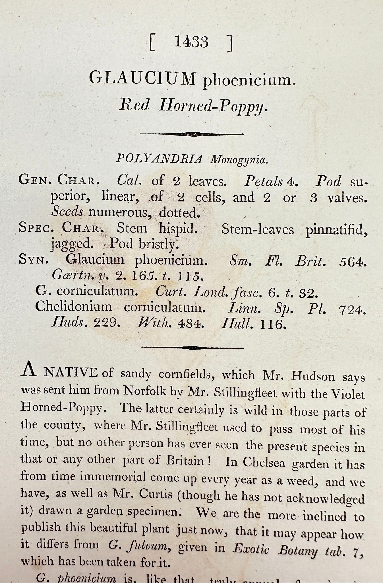 Antique Print - James Sowerby - Colchicum Phoenicium - Red Horned-Poppy - F1