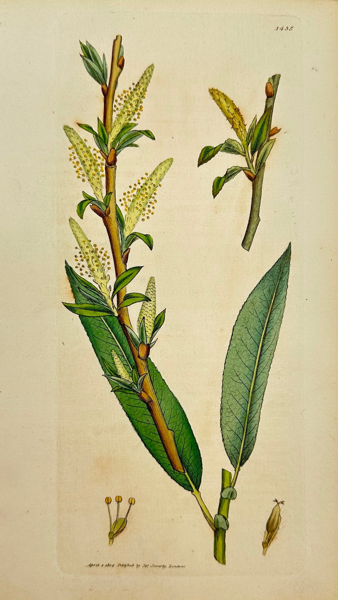 Antique Print - Sowerby - Salix Triandra - Long-leaved Triandrous Willow - F1