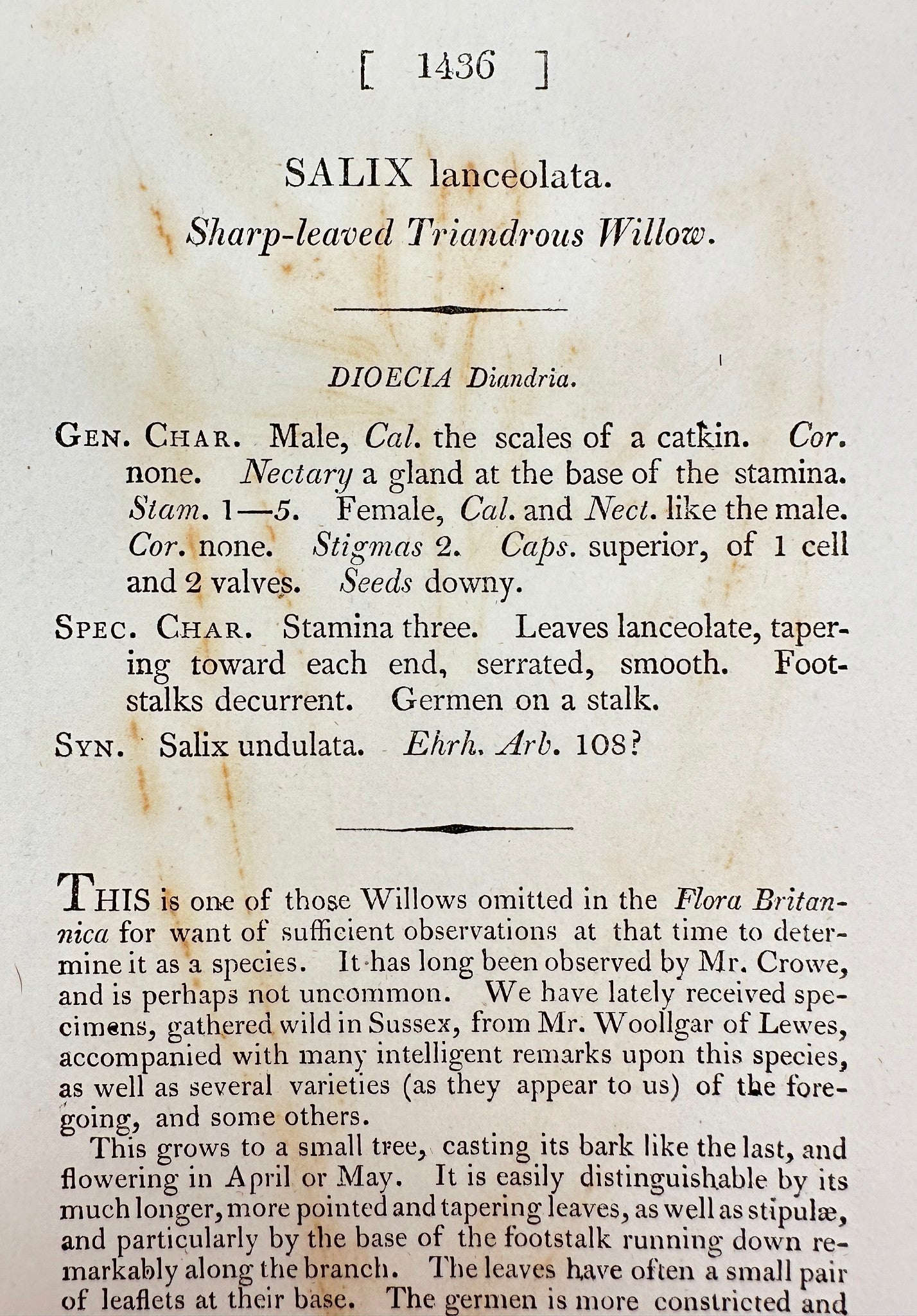 Antique Print - Sowerby - Salix Lanceolata - Sharp-leaved Triandrous Willow - F1