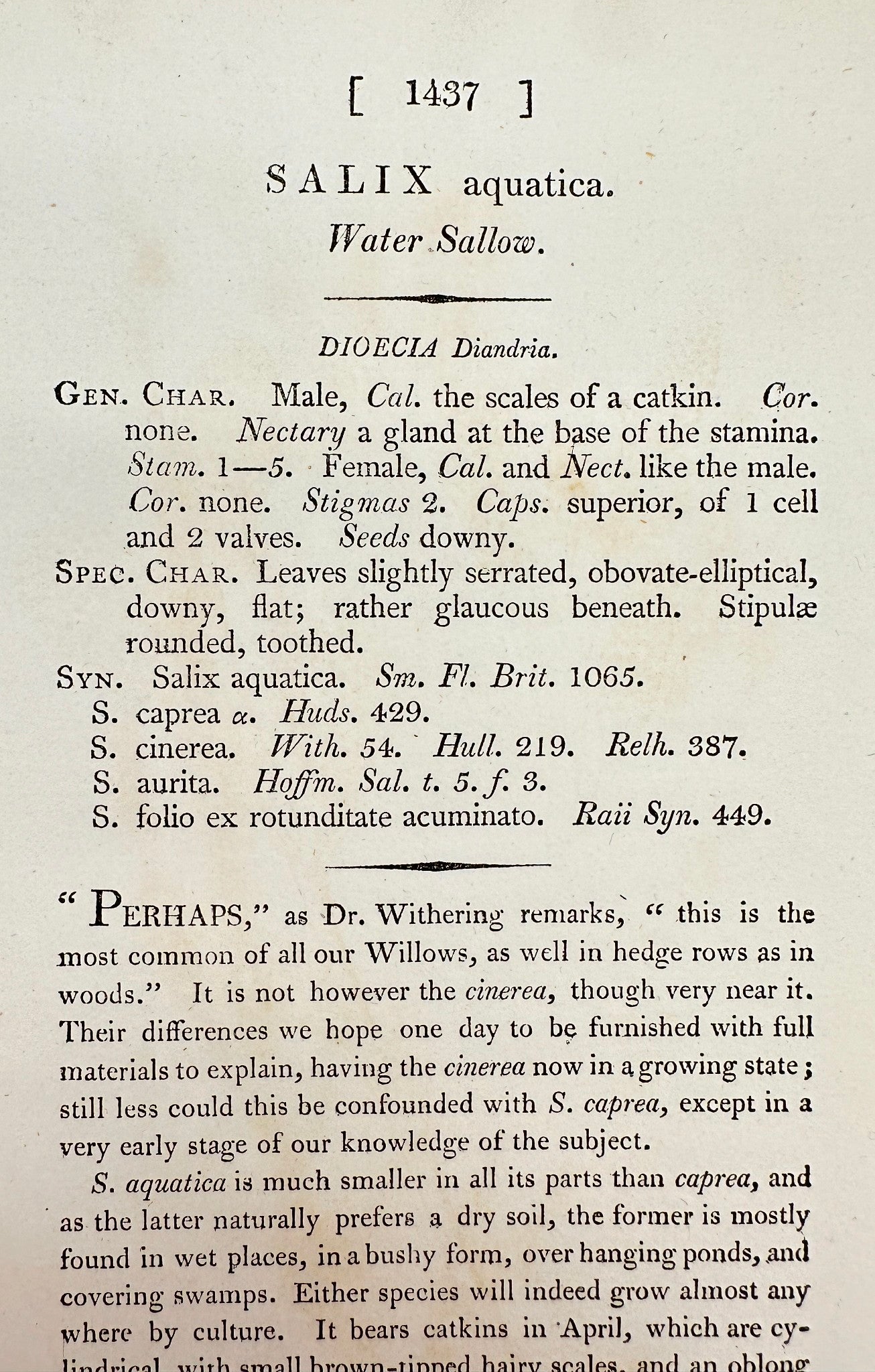 Antique Botanical Print - James Sowerby - Salix Aquatica - Water Sallow - F1