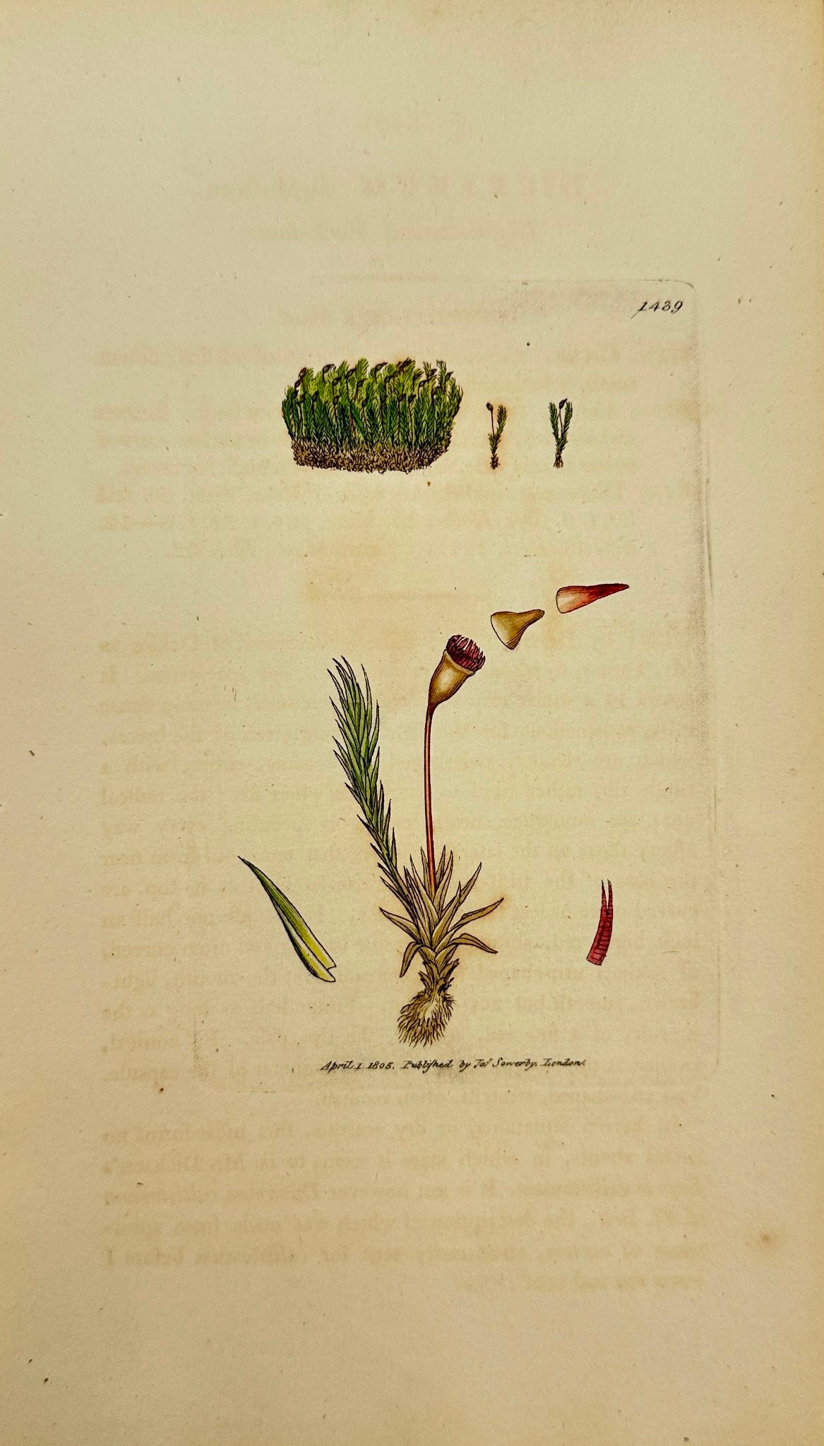Antique Print - James Sowerby - Dicranum Rigidulum - Rigid-leaved Fork-moss - F1