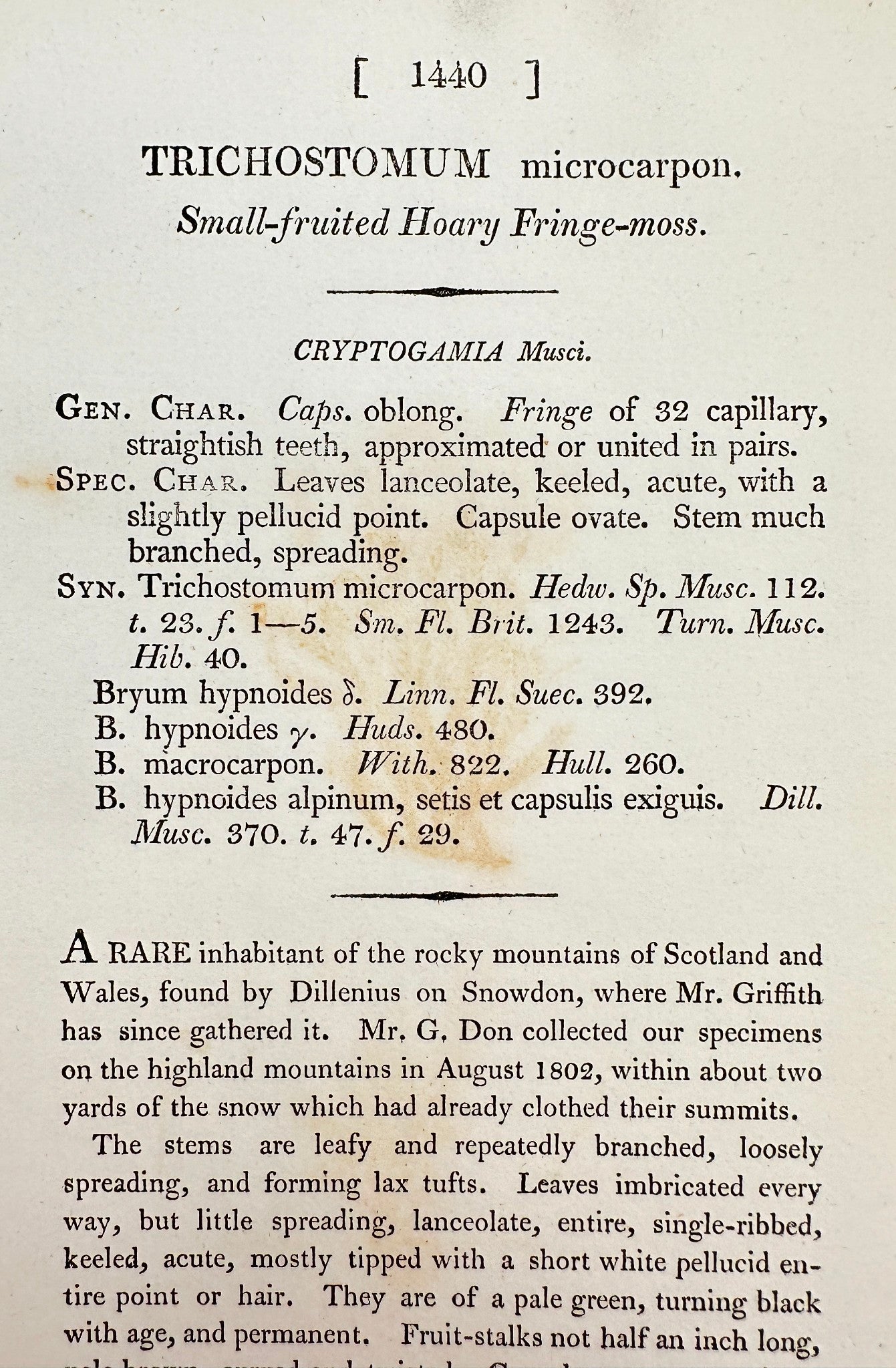 Antique Print - Trichostomum Microcarpon - Small-fruited Hoary Fringe-moss - F1
