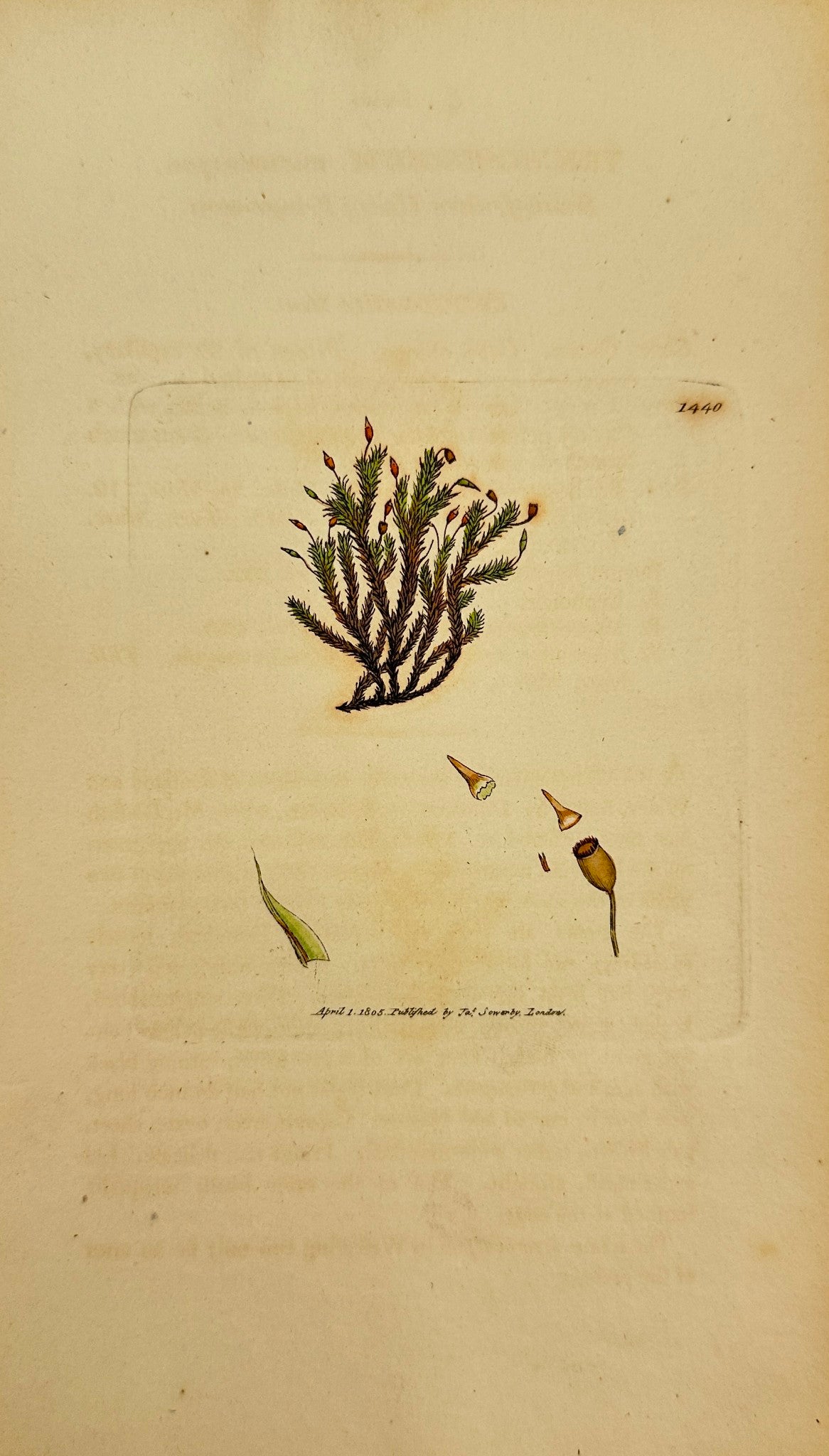 Antique Print - Trichostomum Microcarpon - Small-fruited Hoary Fringe-moss - F1