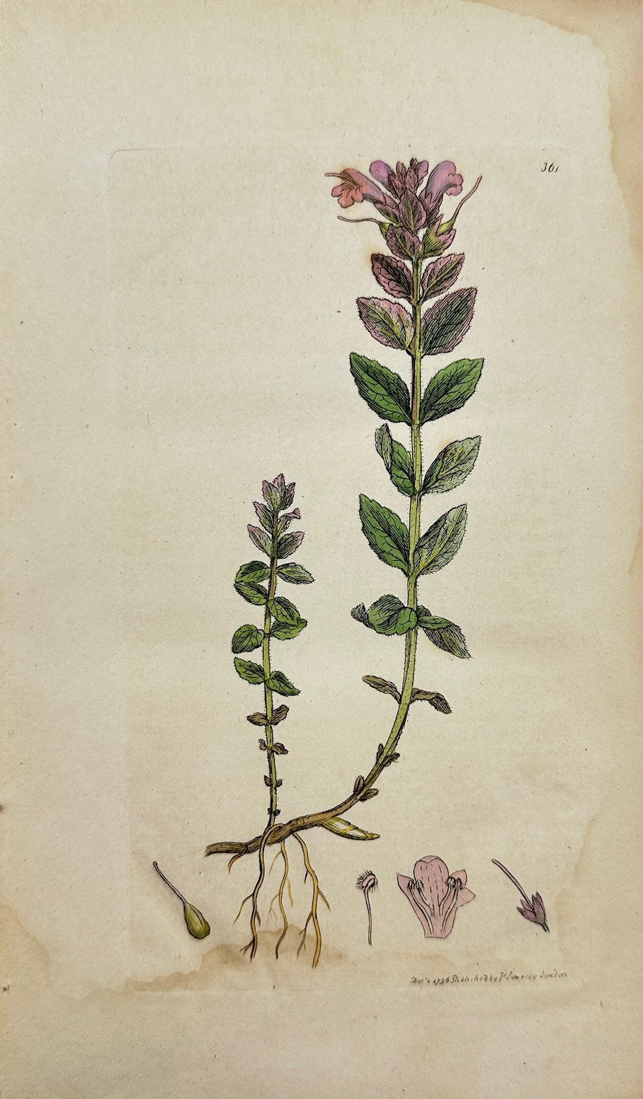 Antique Botanical Print - James Sowerby - Bartsia Alpina - Alpine Bartfia - F1