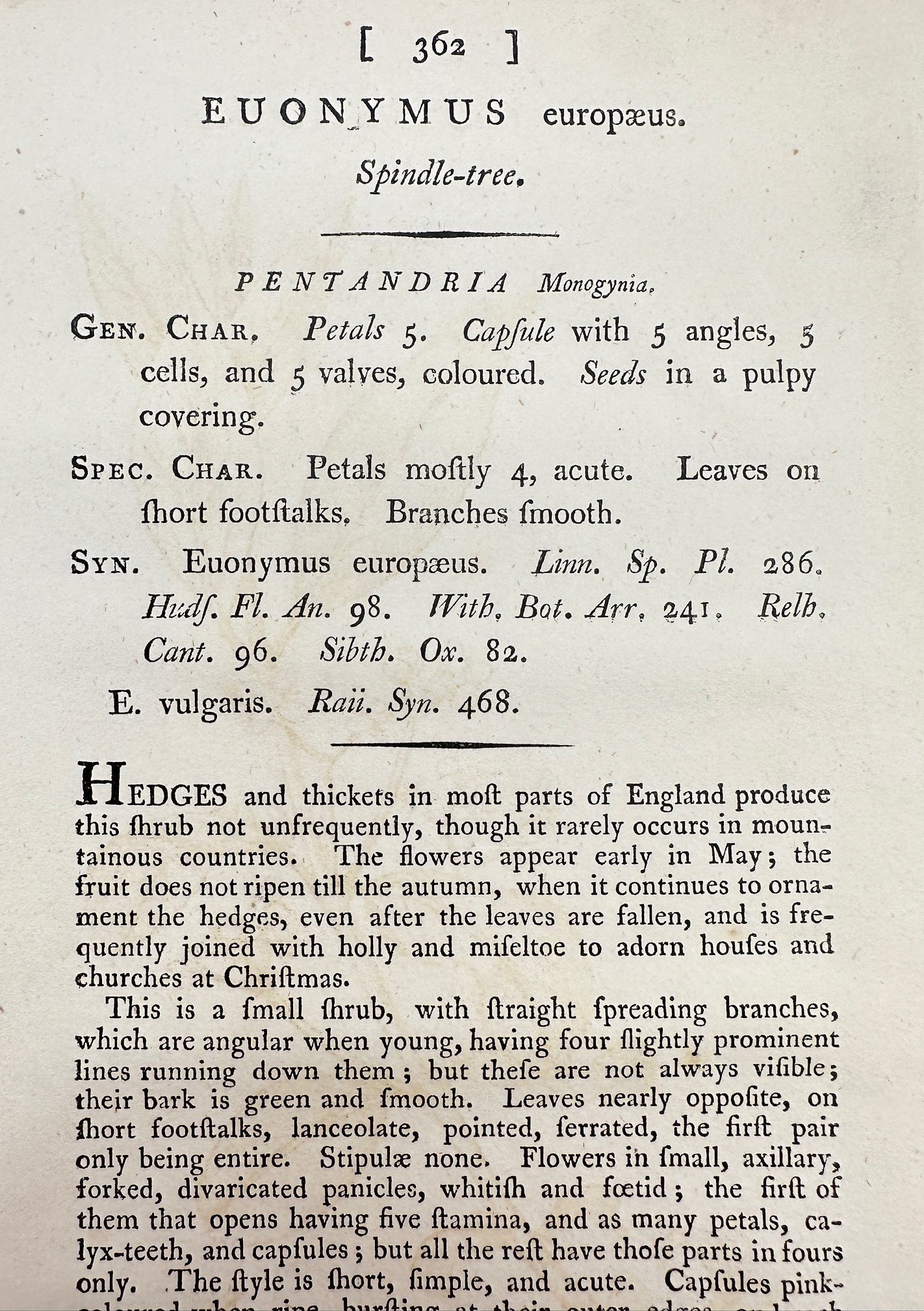 Antique Botanical Print - James Sowerby - Euonymus Europæus - Spindle-tree - F1