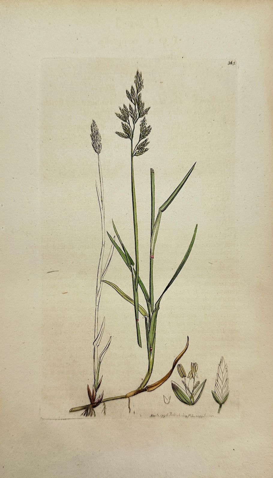 Antique Print - James Sowerby - Poa Compreffa - Creeping Meadow-grafs - F1