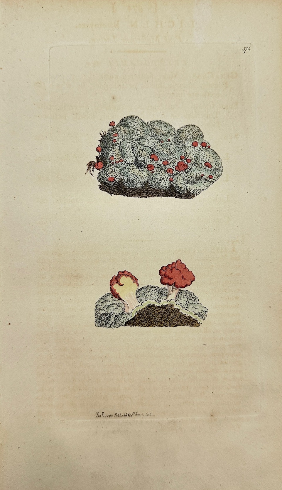 Antique Print - James Sowerby - Lichen Bæomyces - Pink Mushroom Lichen - F1