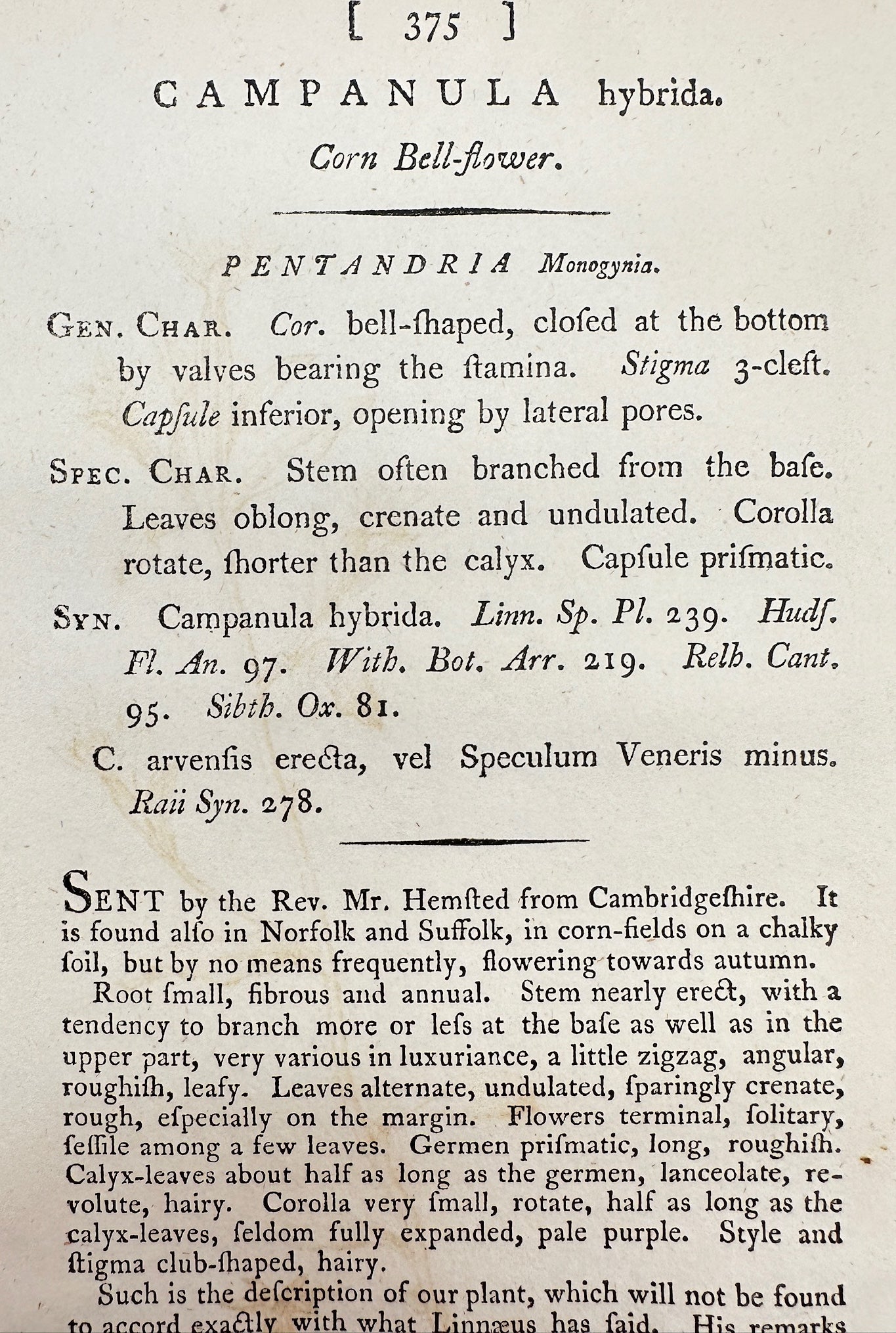 Antique Print - James Sowerby - Campanula Hybrida - Corn Bell-flower - F1