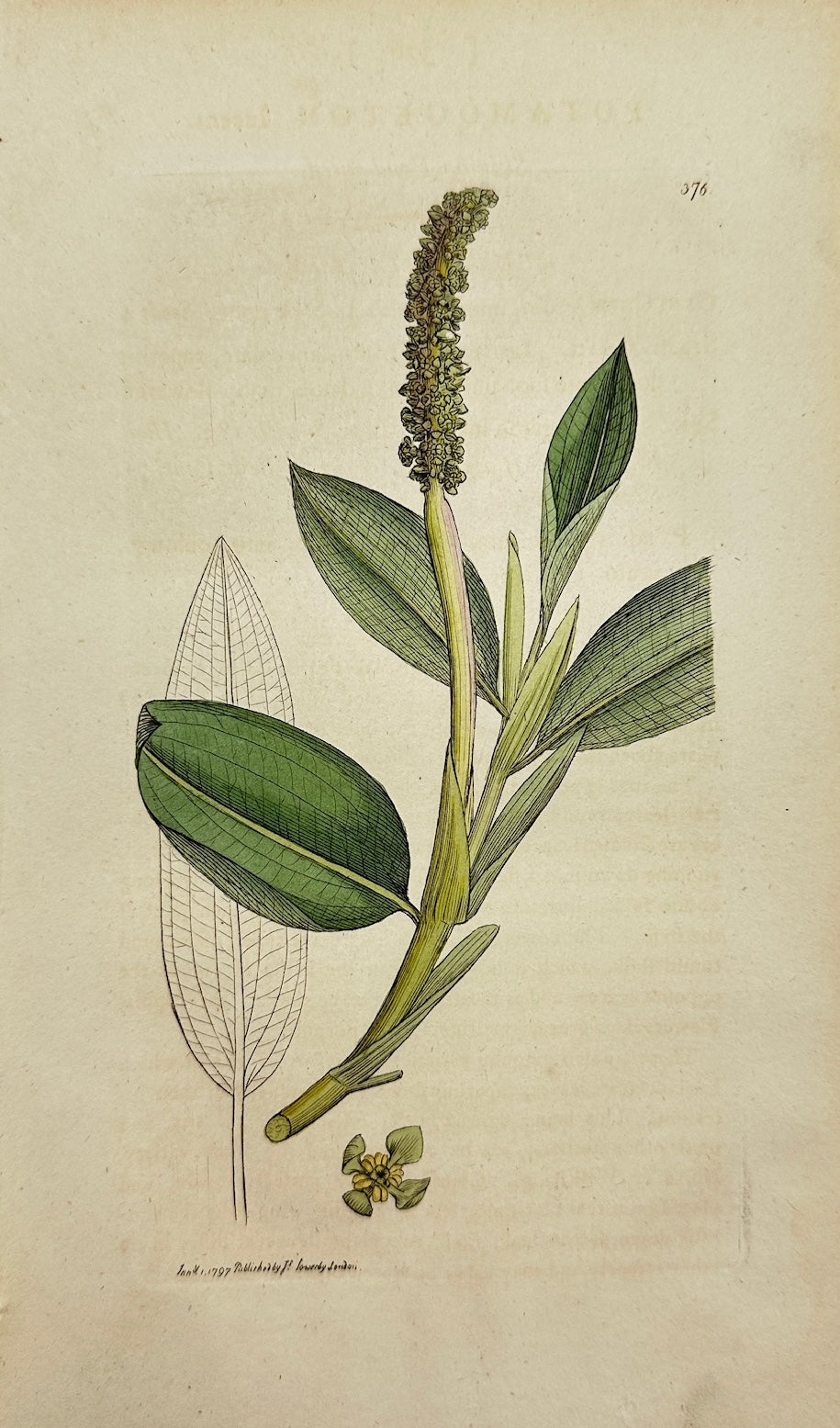 Antique Print - James Sowerby - Potamogeton Lucens - Shining Pond-weed - F1