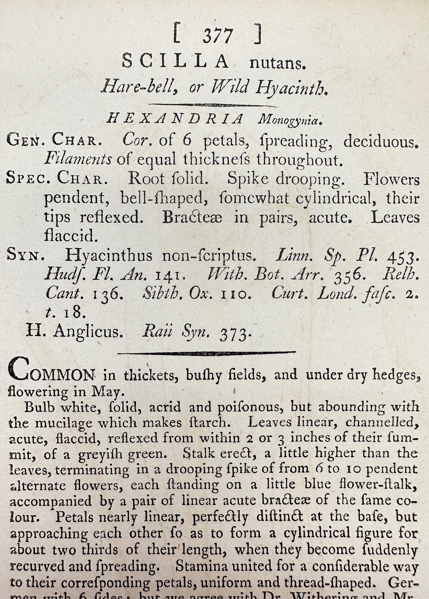 Antique Botanical Print - James Sowerby - Scilla Nutans - Hare-bell - F1