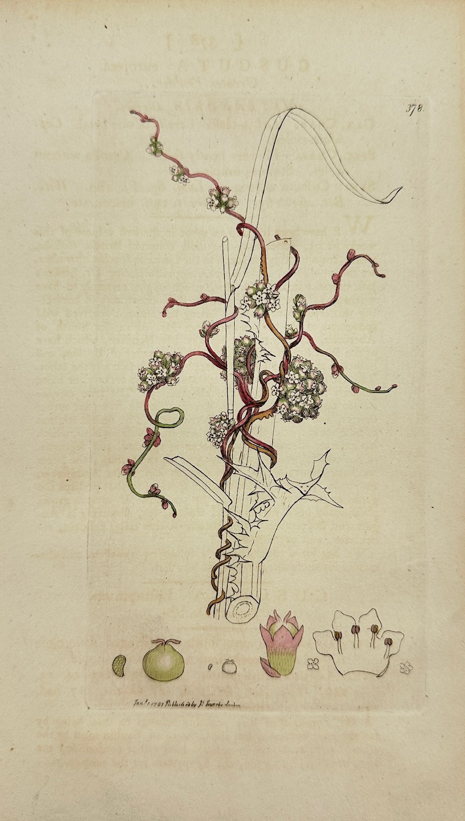 Antique Botanical Print - James Sowerby - Cuscuta Europæa - Greater Dodder - F1