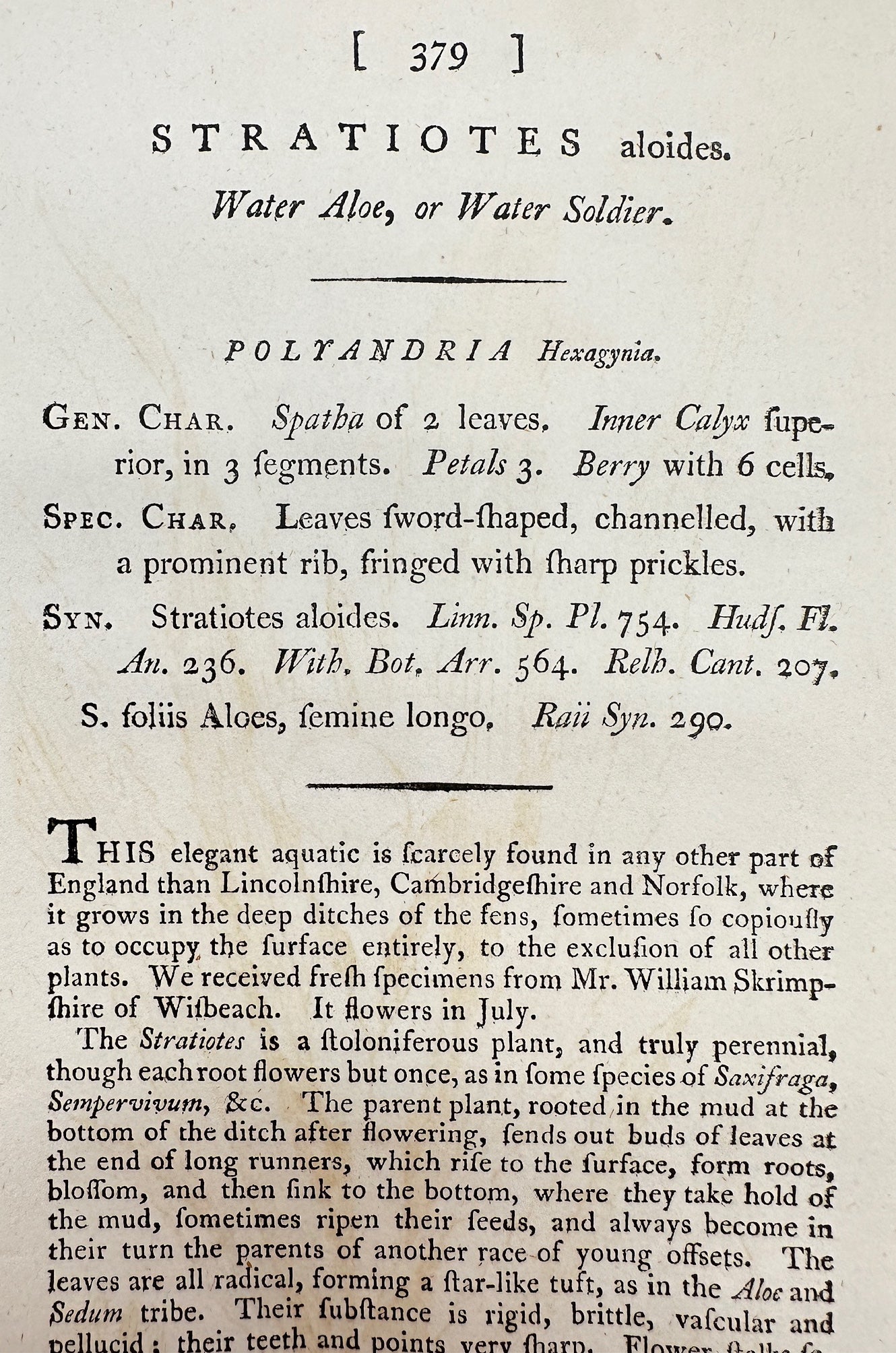 Antique Botanical Print - James Sowerby - Stratiotes Aloides - Water Aloe - F1