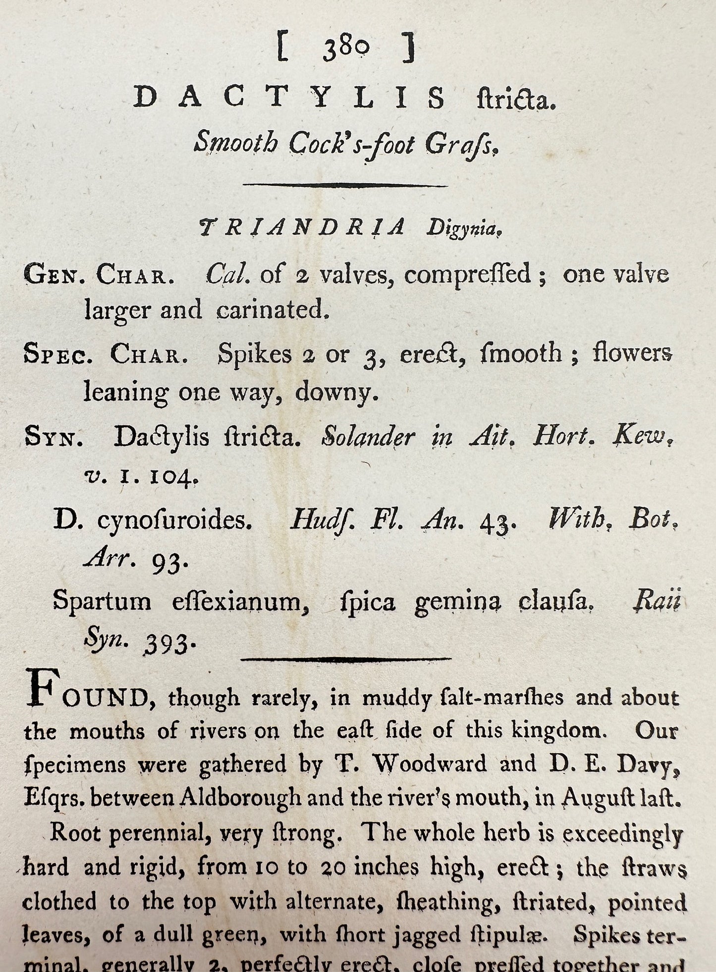 Antique Print - James Sowerby - Dactylis ſtricta - Smooth Cock's-foot Grafs - F1