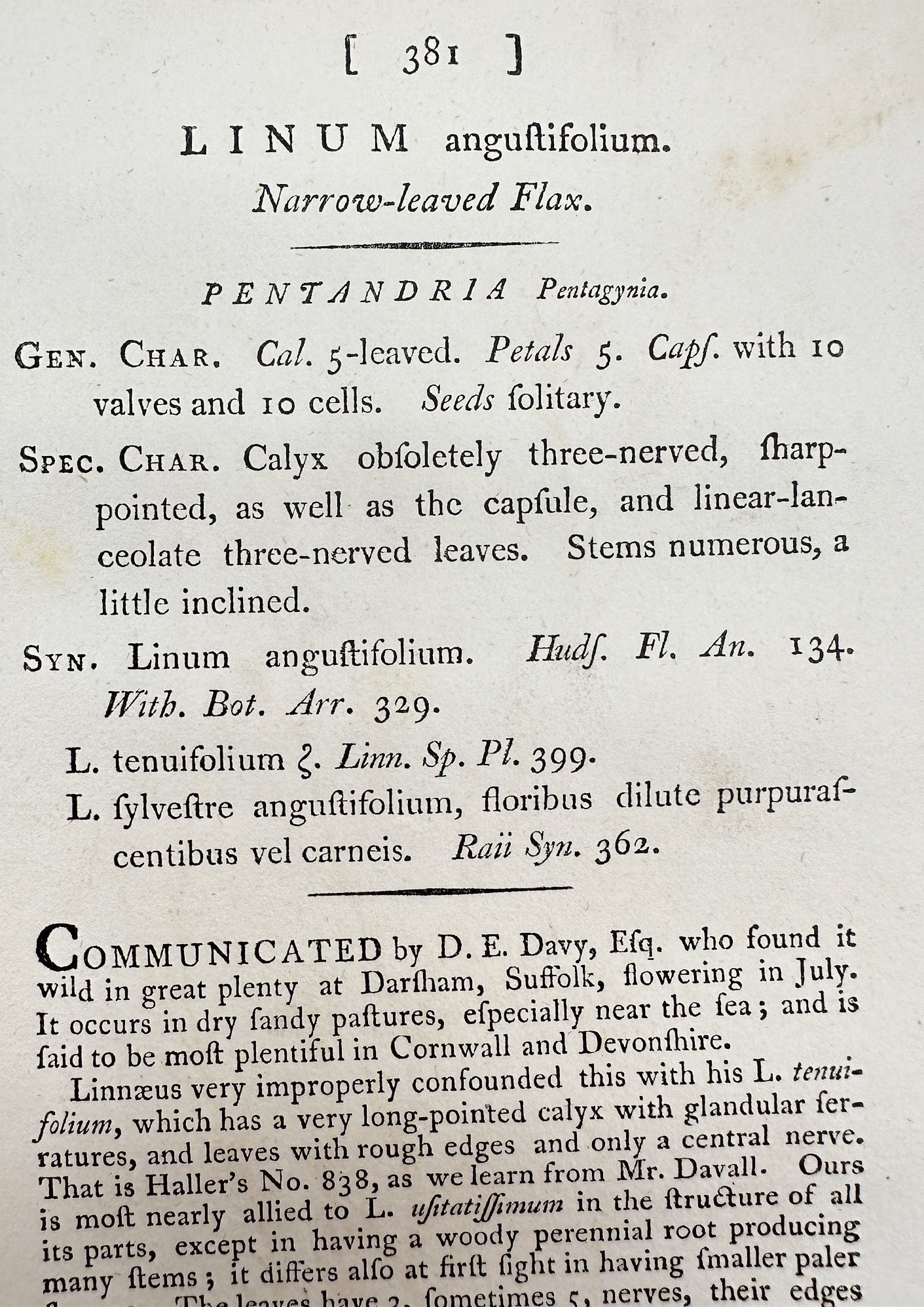 Antique Print - James Sowerby - Linum Angustifolium - Narrow-leaved Flax - F1