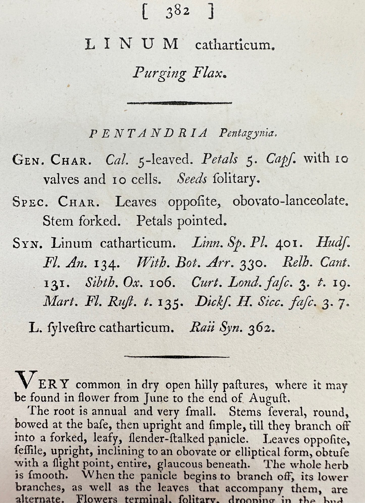 Antique Botanical Print - James Sowerby - Linum Catharticum - Purging Flax - F1